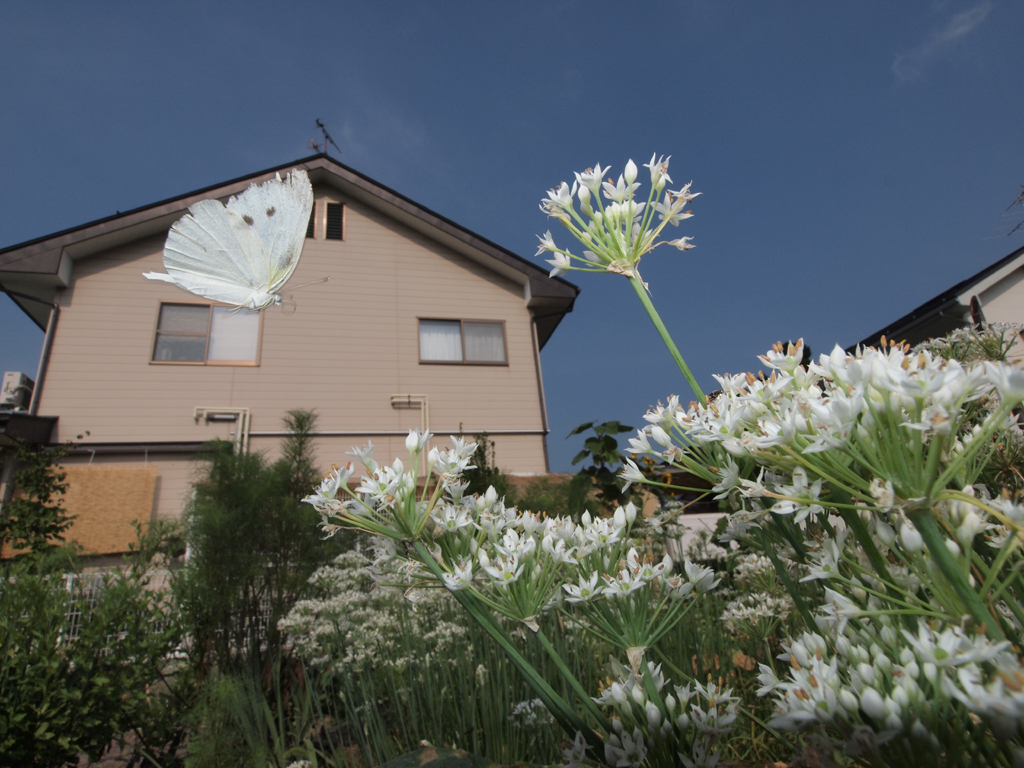 <b>次に、ニラの周囲をヒラヒラ舞うモンシロチョウの飛翔写真にチャレンジ。E-P1は微妙にタイムラグがあって、そのタイミングになれるのに苦労したが、なんとか撮影に成功した。右下に日中シンクロによるシャッターのケラレがちょっとだけ出ているが、個人的には気にならないレベルだ<br>E-P1 / ZUIKO DIGITAL ED 9-18mm F4-5.6 / 1/400秒 / F16 / 10mm</b>