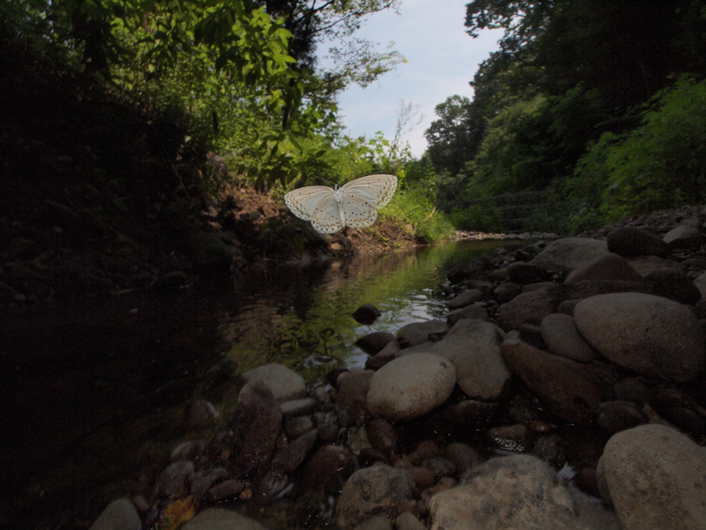 <b>長野市内の「昭和の森公園」を流れる川沿いで撮影したルリシジミ。かなり良いタイミングで撮ることができ、周囲の環境の描写もバッチリである。川沿いを低空でゆっくり飛んでいたので、比較的撮影は楽だった<br>E-P1 / ZUIKO DIGITAL ED 9-18mm F4-5.6 / 1/200秒 / F16 / 9mm</b>