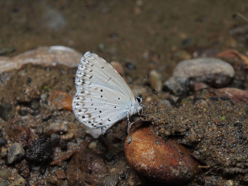 <b>ルリシジミが川沿いに舞い降りたので、レンズをZUIKO DIGITAL ED 14-42mmに交換し、望遠側の最短撮影距離で撮影した。これは外付けストロボをオンにしている<br>E-P1 / ZUIKO DIGITAL ED 14-42mm F3.5-5.6 / 1/200秒 / F11 / 42mm</b>