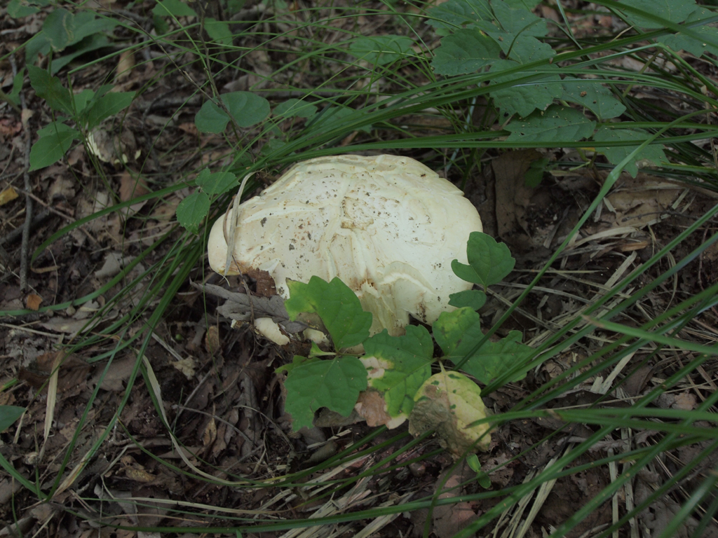 <b>「昭和の森公園」はお盆過ぎて熱すぎるせいか、いつもより虫の数は少なかった。かわりに手を広げたくらいの大きさのキノコが生えていたので、まずはズームを18mmにセットし、自然光で撮影した<br>E-P1 / ZUIKO DIGITAL ED 9-18mm F4-5.6 / 1/15秒 / F5.6 / 18mm</b>