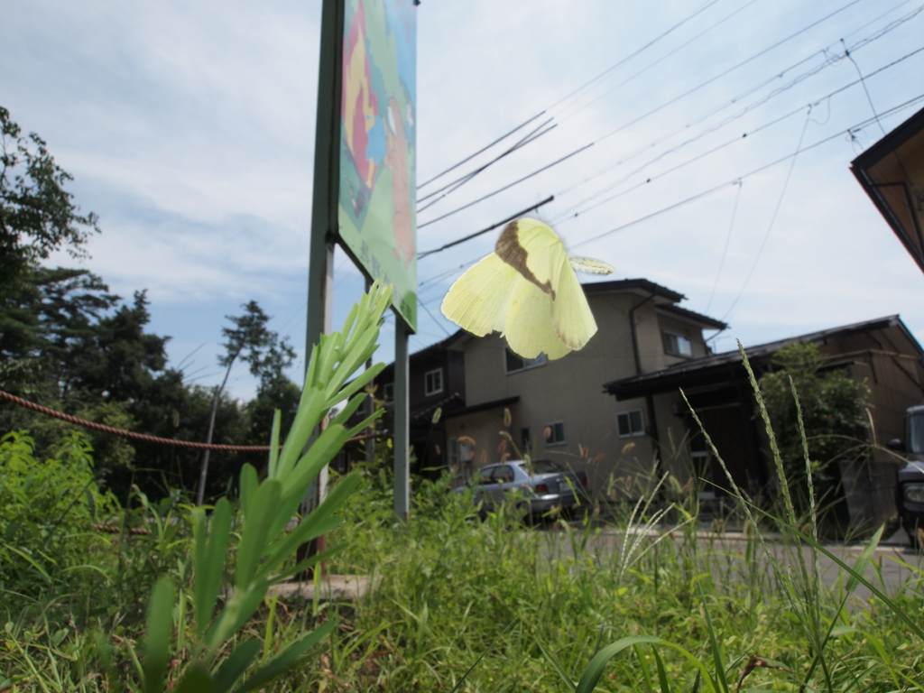 <b>「昭和の森公園」に隣接する空き地を飛んでいたキチョウ。かなりいいタイミングで撮れたが、残念ながら露出の設定を間違えてオーバー気味になってしまった。おニューのカメラに操作ミスは付き物だが、気を付けなければならない……<br>E-P1 / ZUIKO DIGITAL ED 9-18mm F4-5.6 / 1/400秒 / F11 / 10mm</b>