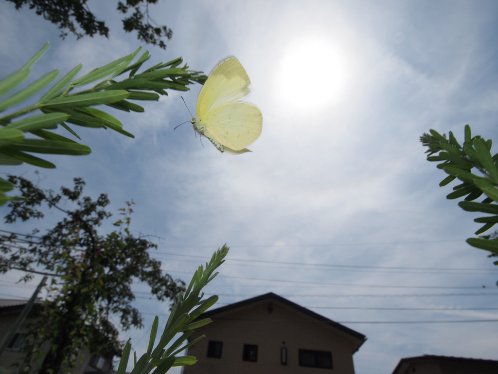 <b>露出を設定しなおして、同じキチョウの再撮影を試みた。しかし、さっきより良い写真はなかなか撮れない。このキチョウは空き地に生えているメドハギに産卵に来ていて、しばらく同じような場所を飛んでいた<br>E-P1 / ZUIKO DIGITAL ED 9-18mm F4-5.6 / 1/500秒 / F16 / 10mm</b>