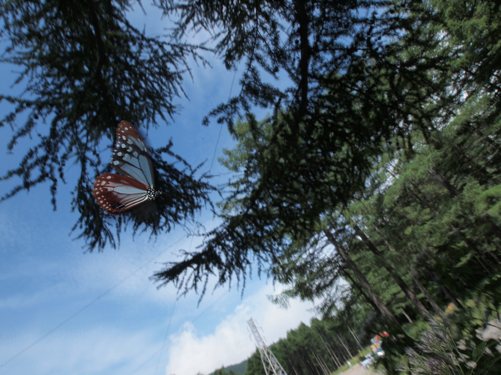 <b>次に飛翔写真に挑戦したのだが、これが思いのほか難しくあまり接近できなかった。ヒラヒラとゆっくり舞うチョウなので、一見撮影は楽そうなのだが、意外にすばしこく身をひるがえしたりするのだ<br>E-P1 / ZUIKO DIGITAL ED 9-18mm F4-5.6 / 1/125秒 / F16 / 9mm</b>