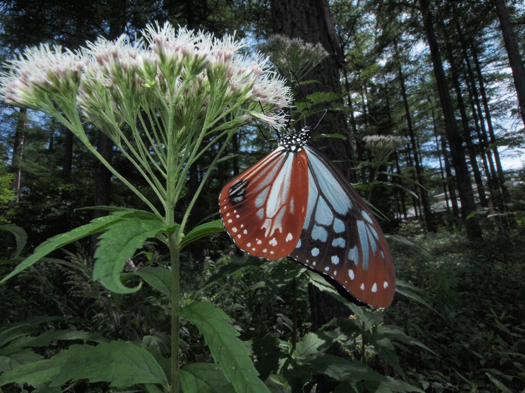 <b>平地は暑すぎるので、避暑地の湯の丸高原に行ったら、アサギマダラがたくさんいるポイントを発見。とりあえず、ヒヨドリバナの蜜を吸っているところに接近して撮影。羽を広げた大きさ10cm以上の大型のチョウだ<br>E-P1 / ZUIKO DIGITAL ED 9-18mm F4-5.6 / 1/125秒 / F16 / 10mm</b>