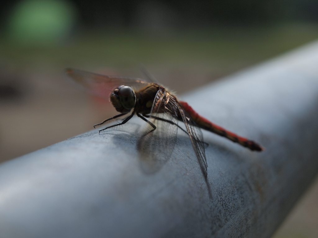 <b>同じトンボを、ZUIKO DIGITAL ED 14-42mmの望遠端で最接近して撮影。絞り開放でストロボ無しなので、ずいぶん違った雰囲気で撮影できた<br>E-P1 / ZUIKO DIGITAL ED 14-42mm F3.5-5.6/ 1/800秒 / F5.6 / 42mm</b>