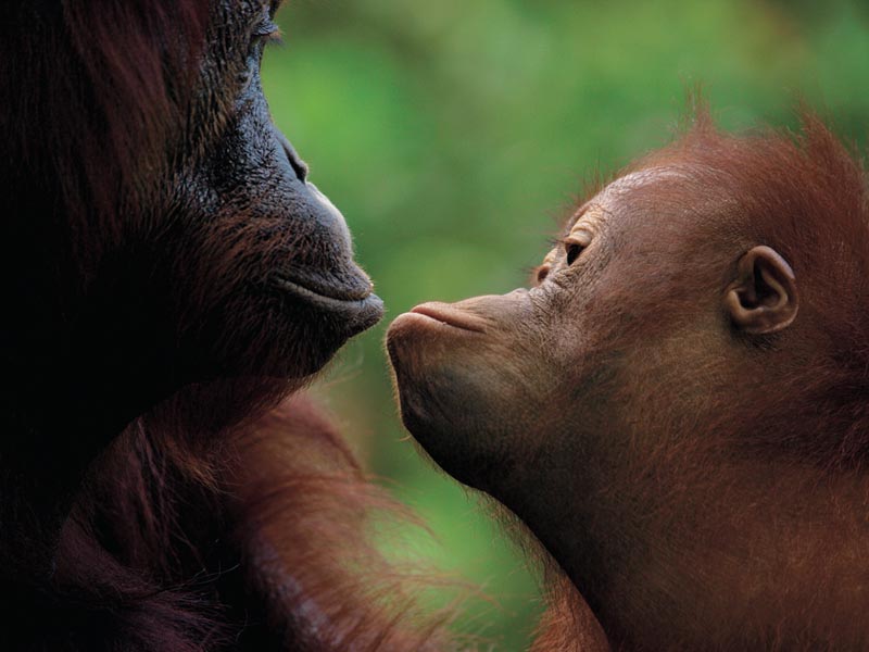 <b>2010年オリンパス/WWFカレンダー「BORNEO/森だけが知っている いのち」</b>