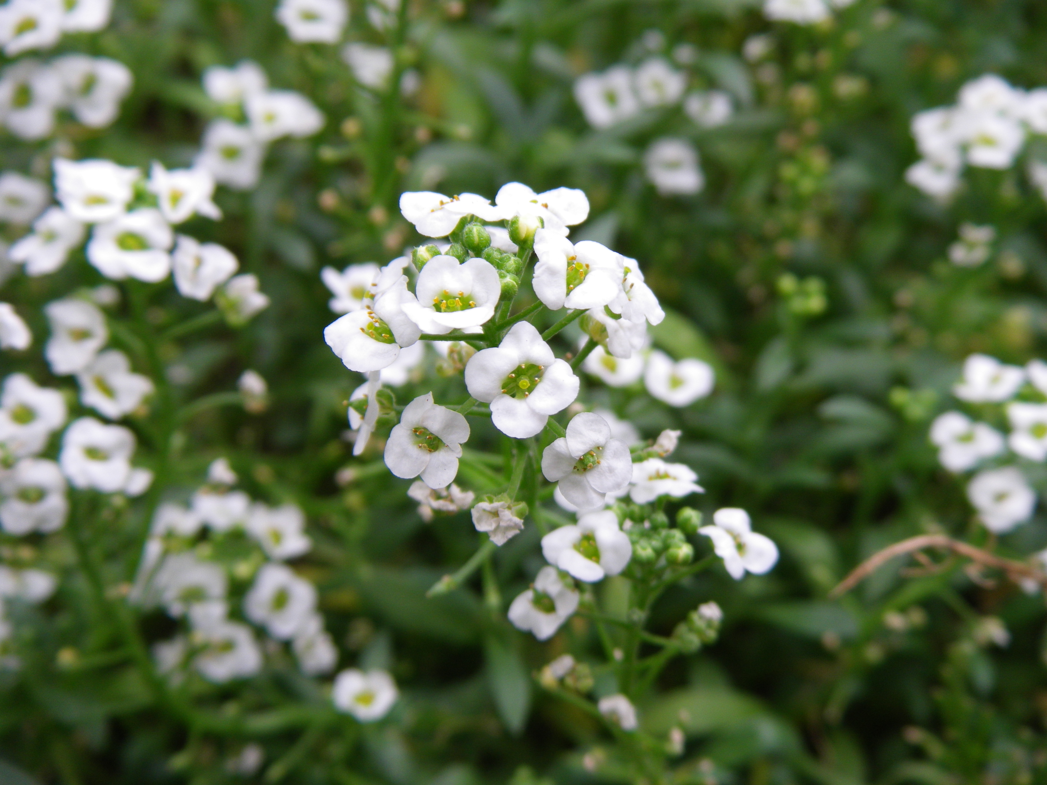 <b>Optio WS80 / 3,648×2,736 / 1/160秒 / F4.4 / 0EV / ISO64 / プログラムAE / WB:オート / 15.3mm</b>