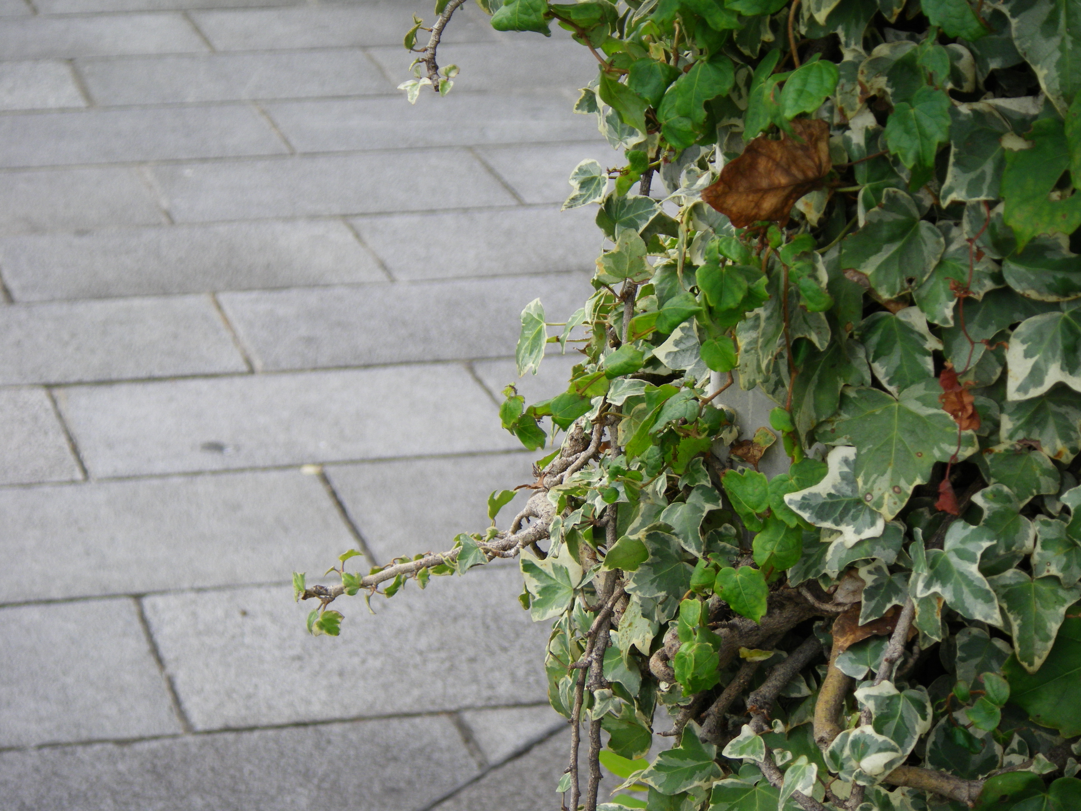 <b>Optio WS80 / 3,648×2,736 / 1/200秒 / F4.6 / -0.3EV / ISO64 / プログラムAE / WB:オート / 21.1mm</b>