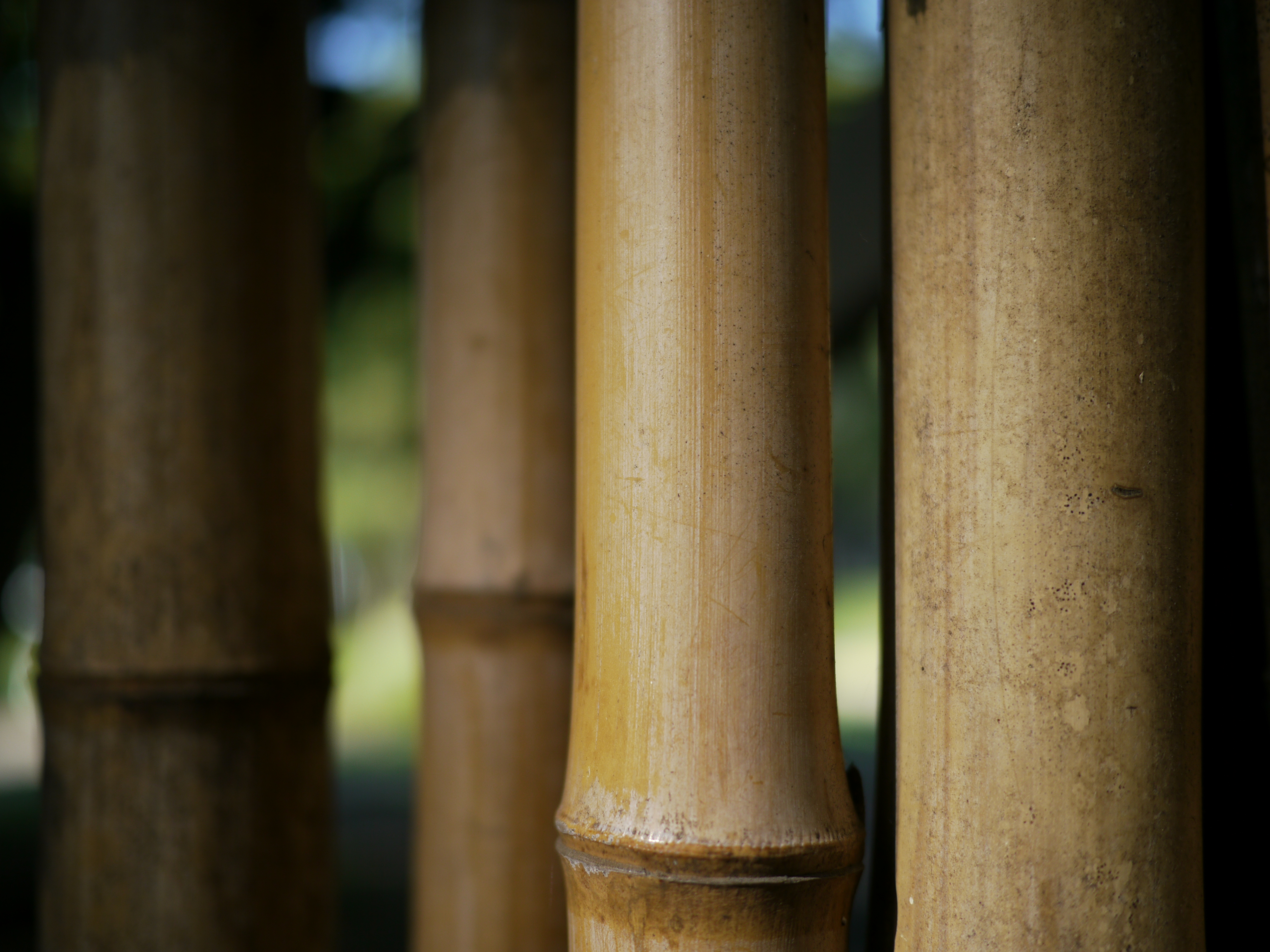 <b>DMC-GH1 / LUMIX G 20mm F1.7 ASPH. / 約4.5MB / 4,000×3,000 / 1/1,300秒 / F1.7 / 0EV / ISO100 / WB:オート / 20mm</b>