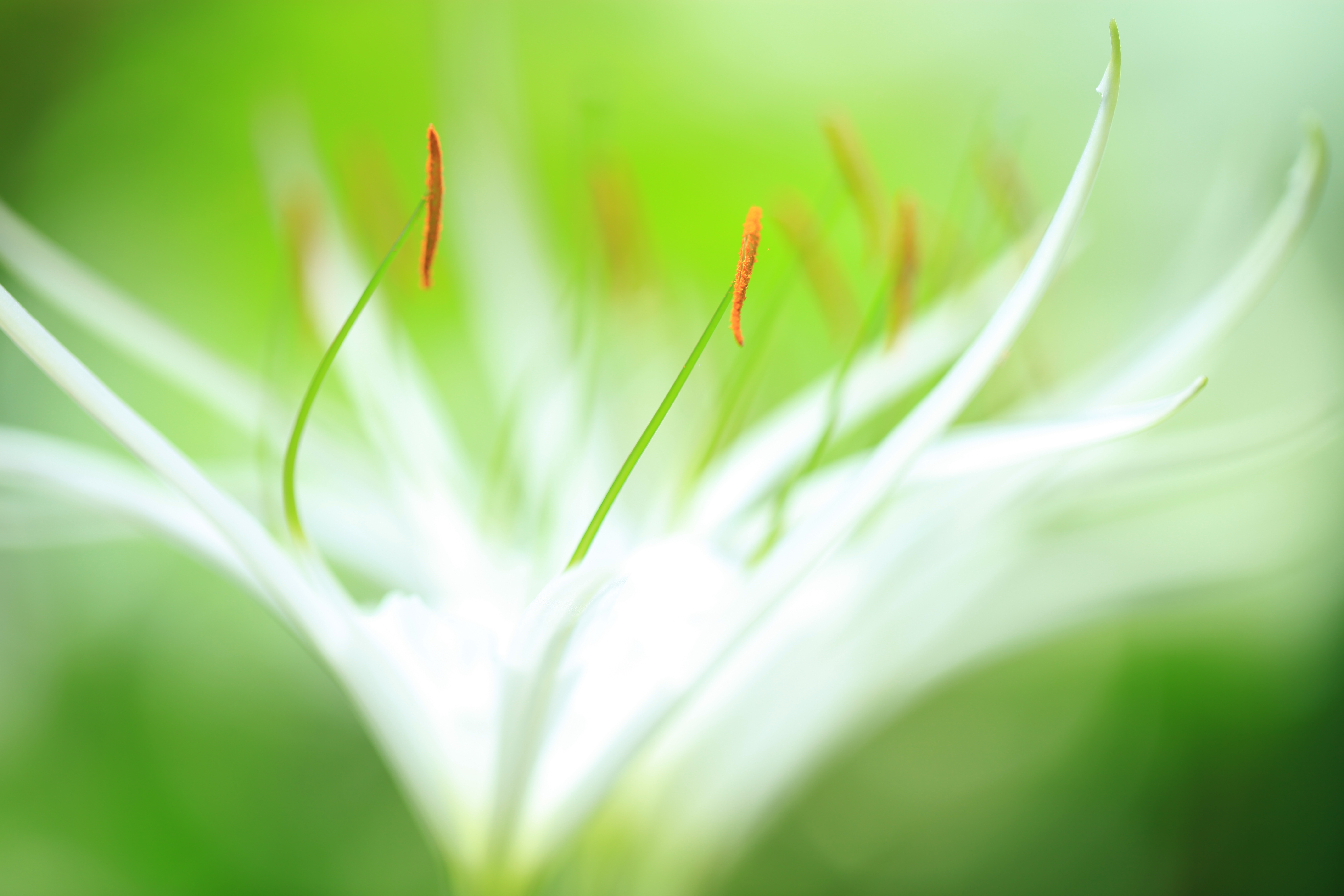 <b>EOS 5D Mark II / EF 100mm F2.8 L Macro IS USM / 約3.4MB / 5,616×3,744 / 1/10秒 / F2.8 / +1.7EV / ISO100 / WB:太陽光</b>