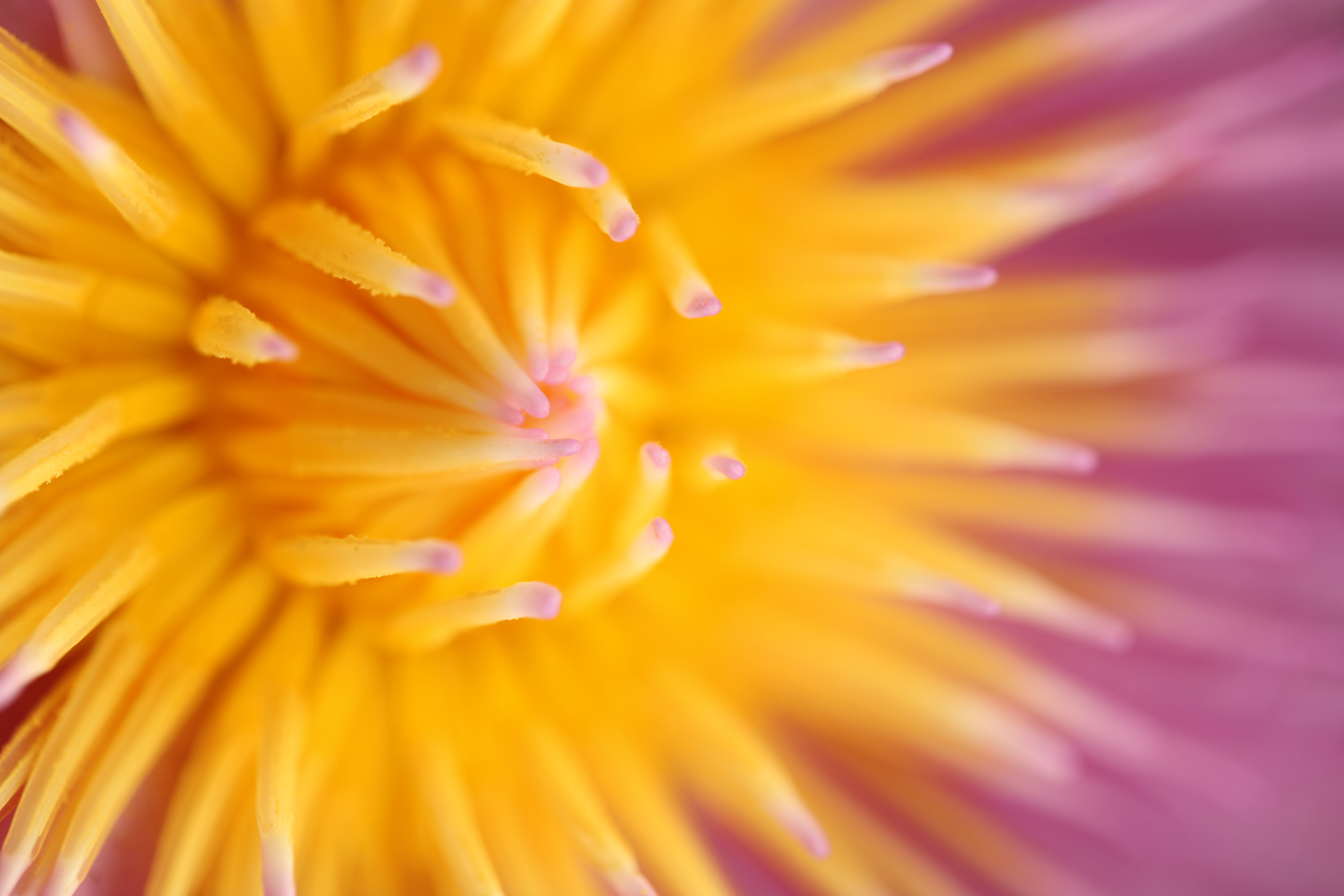 <b>EOS 5D Mark II / EF 100mm F2.8 L Macro IS USM / 約3.9MB / 3,744×5,616 / 1/100秒 / F4 / +1EV / ISO100 / WB:くもり</b>