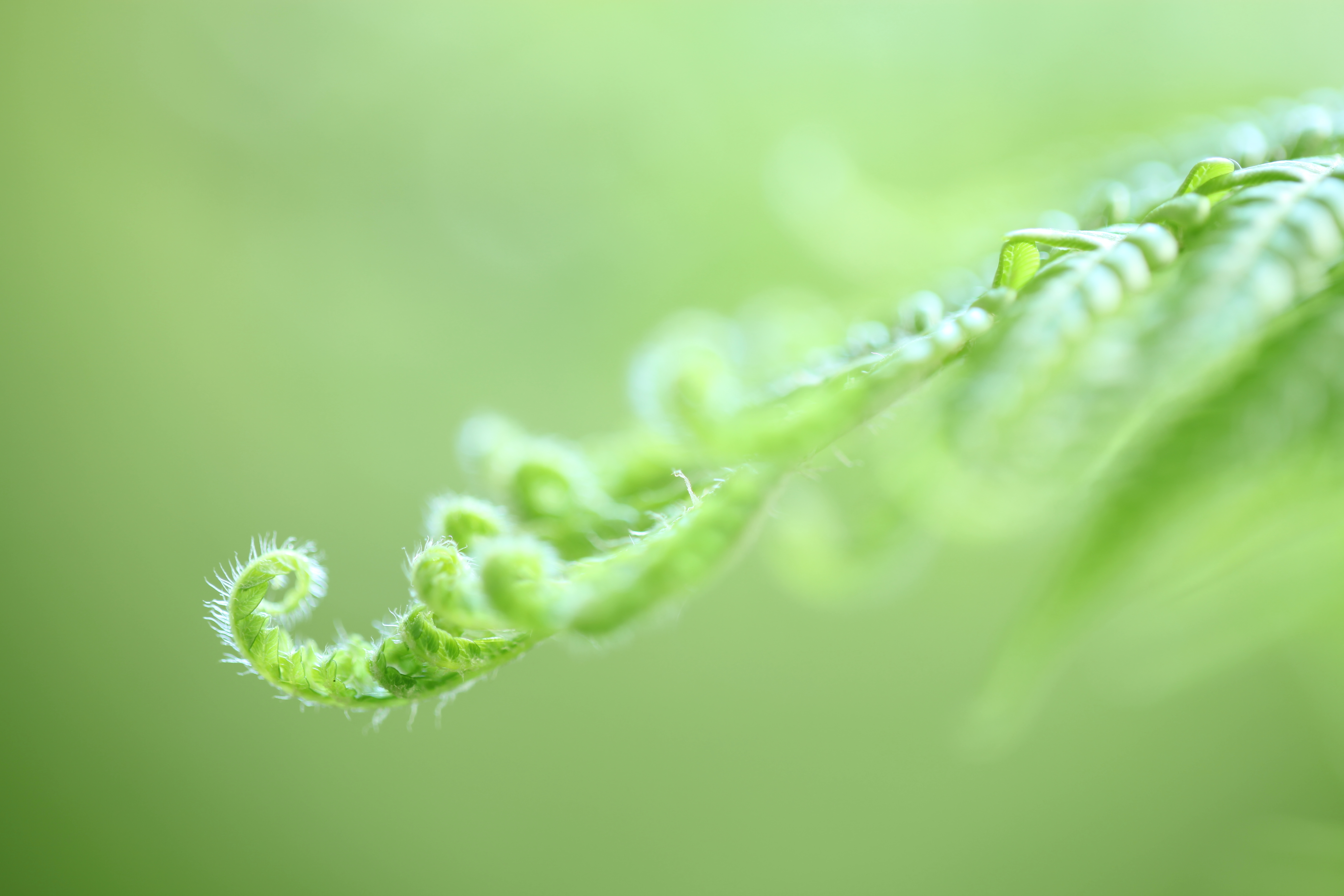 <b>EOS 5D Mark II / EF 100mm F2.8 L Macro IS USM / 約3.6MB / 3,744×5,616 / 1/10秒 / F2.8 / +1.3EV / ISO100 / WB:太陽光</b>