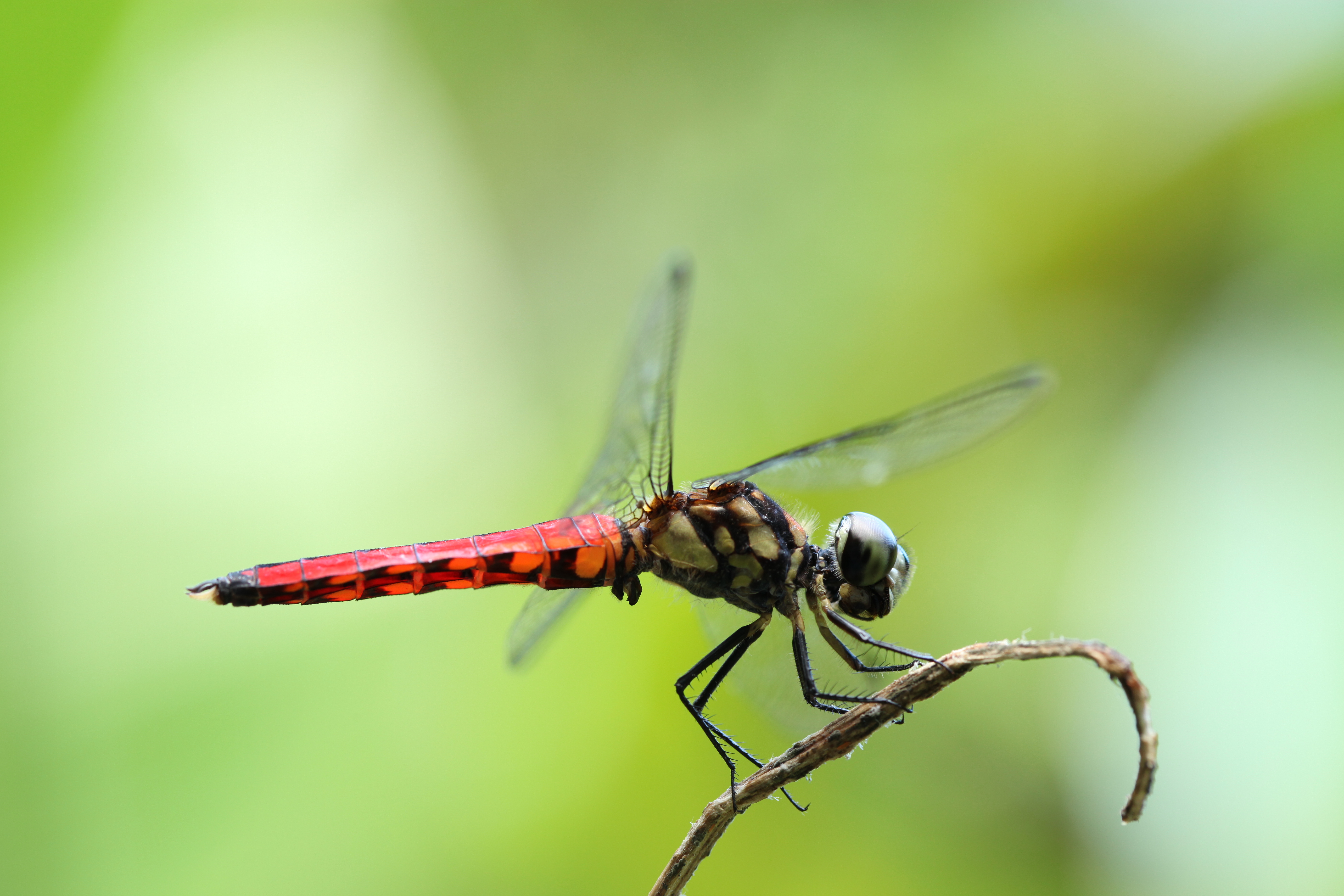 <b>EOS 5D Mark II / EF 100mm F2.8 L Macro IS USM / 約5.2MB / 5,616×3,744 / 1/30秒 / F5.6 / +0.7EV / ISO400 / WB:太陽光</b>