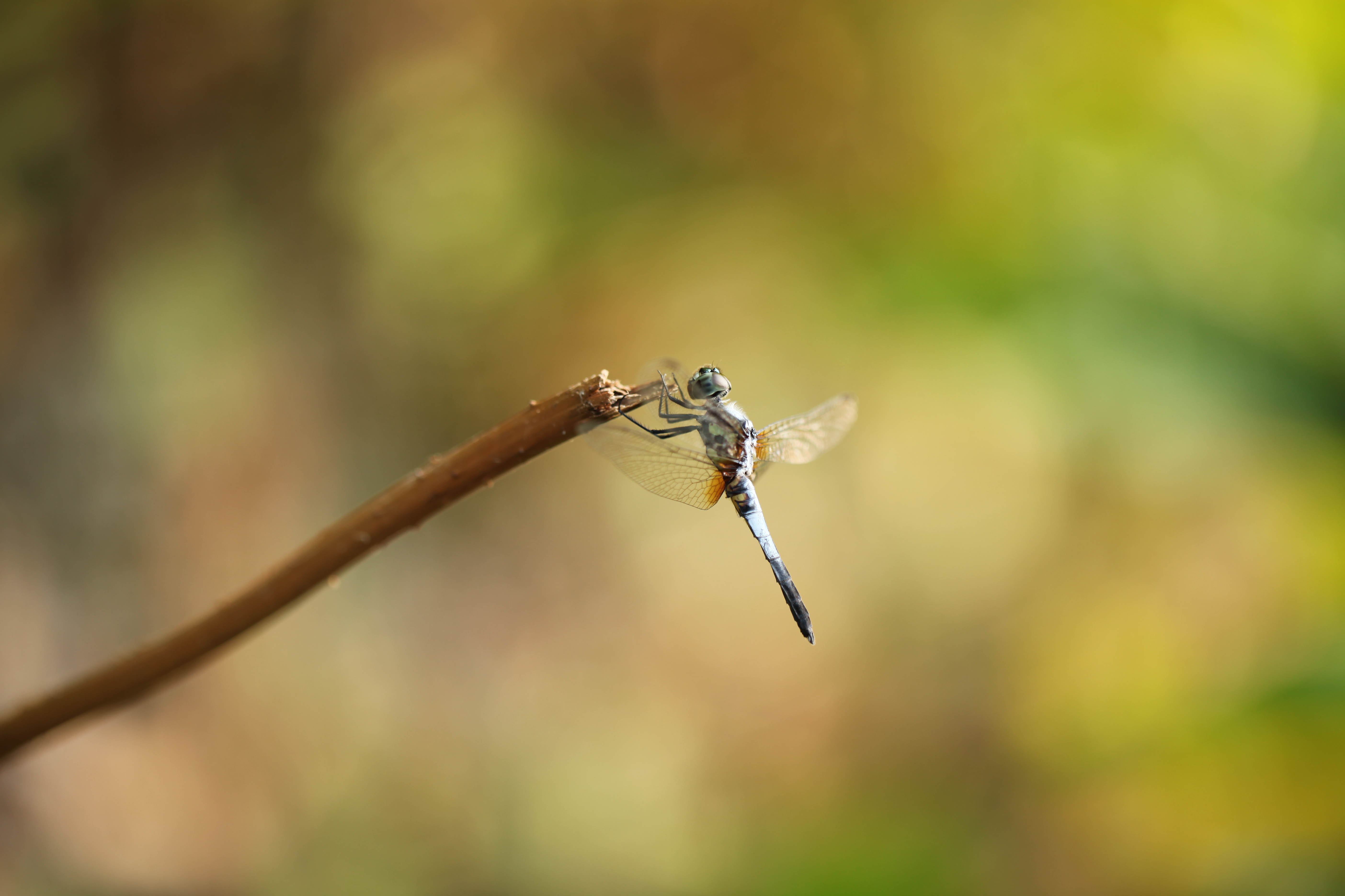 <b>EOS 5D Mark II / EF 100mm F2.8 L Macro IS USM / 約3.8MB / 3,744×5,616 / 1/80秒 / F2.8 / +0.3EV / ISO100 / WB:くもり</b>