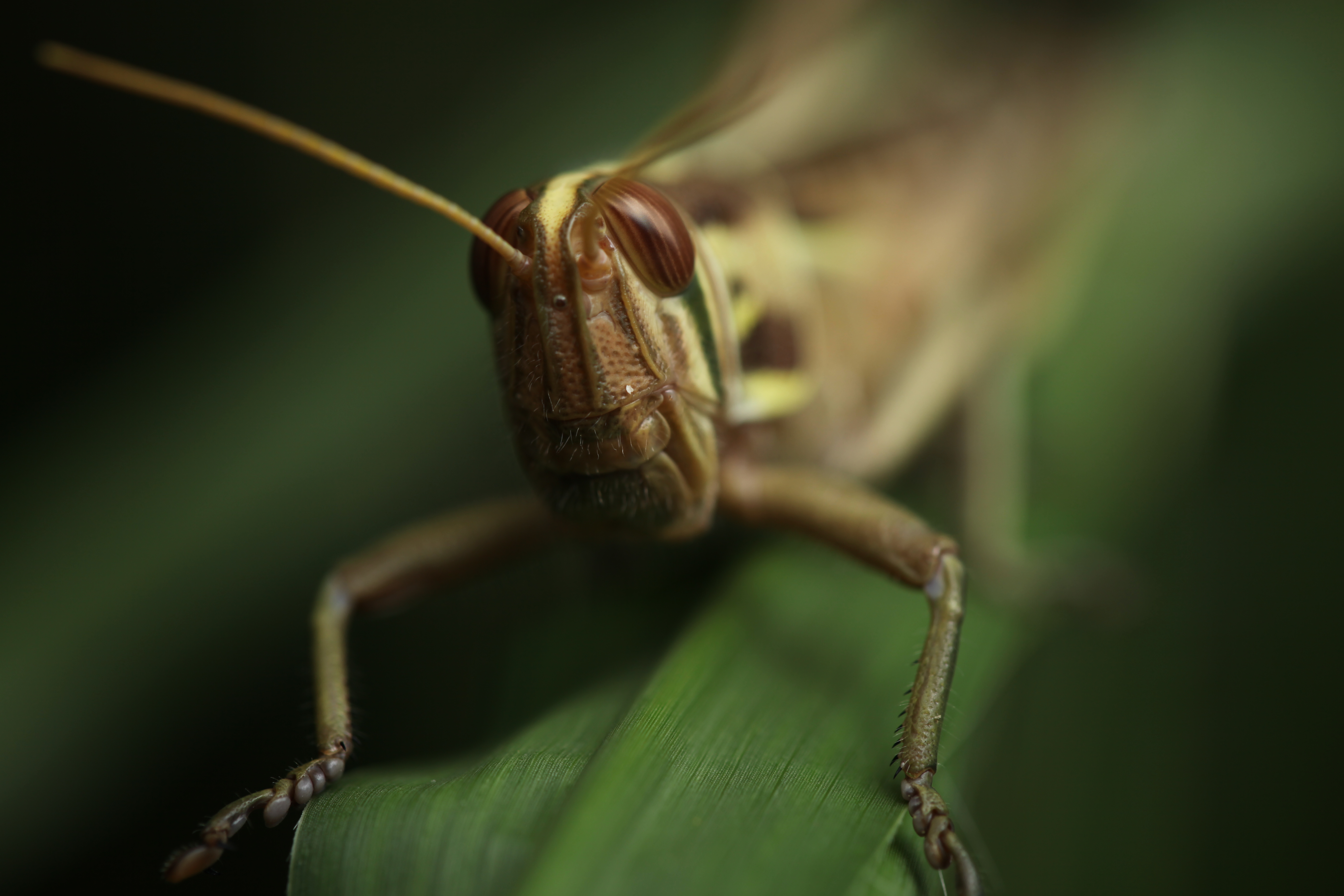 <b>EOS 5D Mark II / EF 100mm F2.8 L Macro IS USM / 約3.6MB / 5,616×3,744 / 1/160秒 / F4 / -1.3EV / ISO100 / WB:太陽光</b>