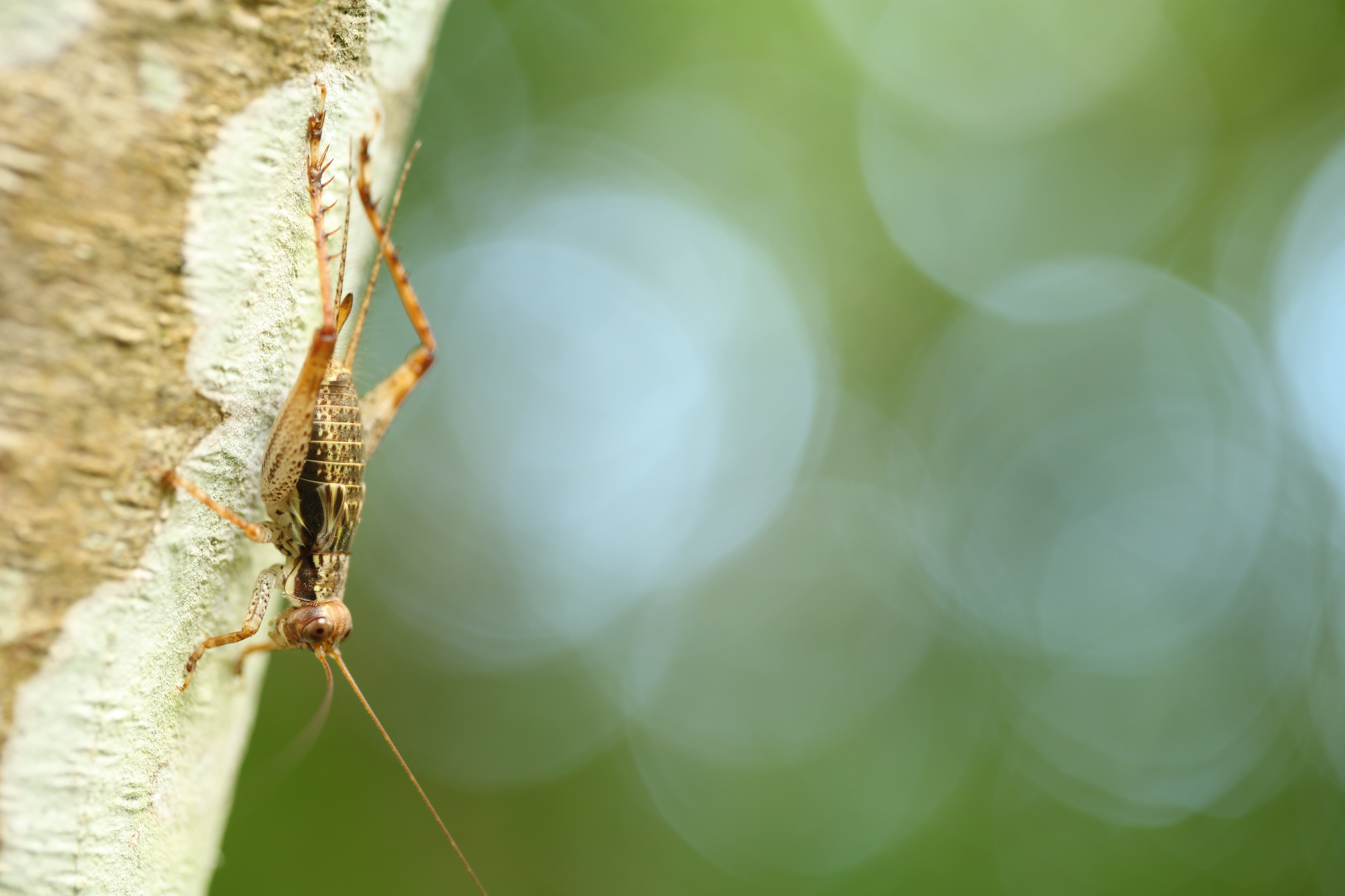 <b>EOS 5D Mark II / EF 100mm F2.8 L Macro IS USM / 約4.1MB / 5,616×3,744 / 1/3秒 / F4 / +0.7EV / ISO100 / WB:曇り</b>