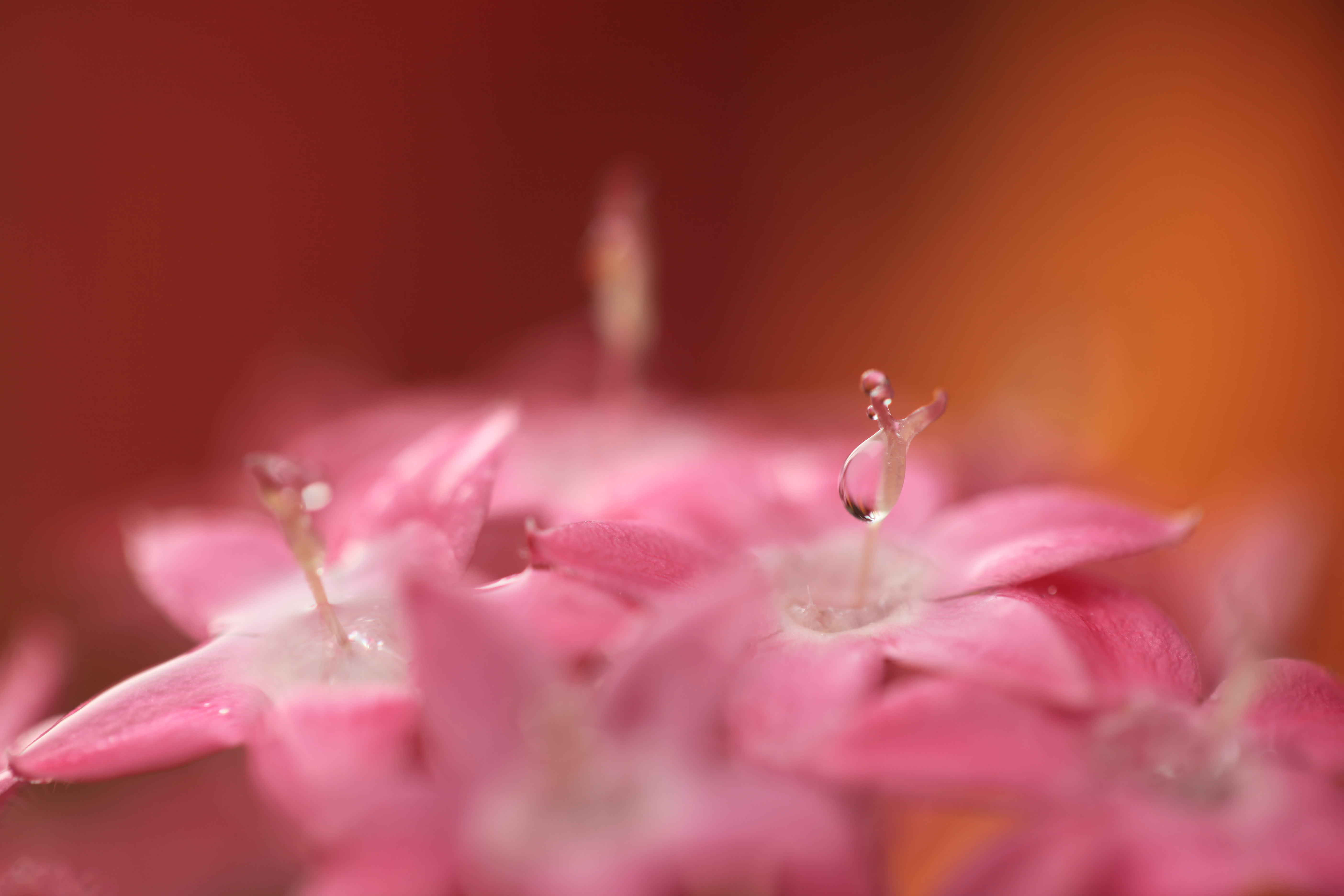 <b>EOS 5D Mark II / EF 100mm F2.8 L Macro IS USM / 約3.7MB / 5,616×3,744 / 1/100秒 / F2.8 / 0EV / ISO100 / WB:くもり</b>