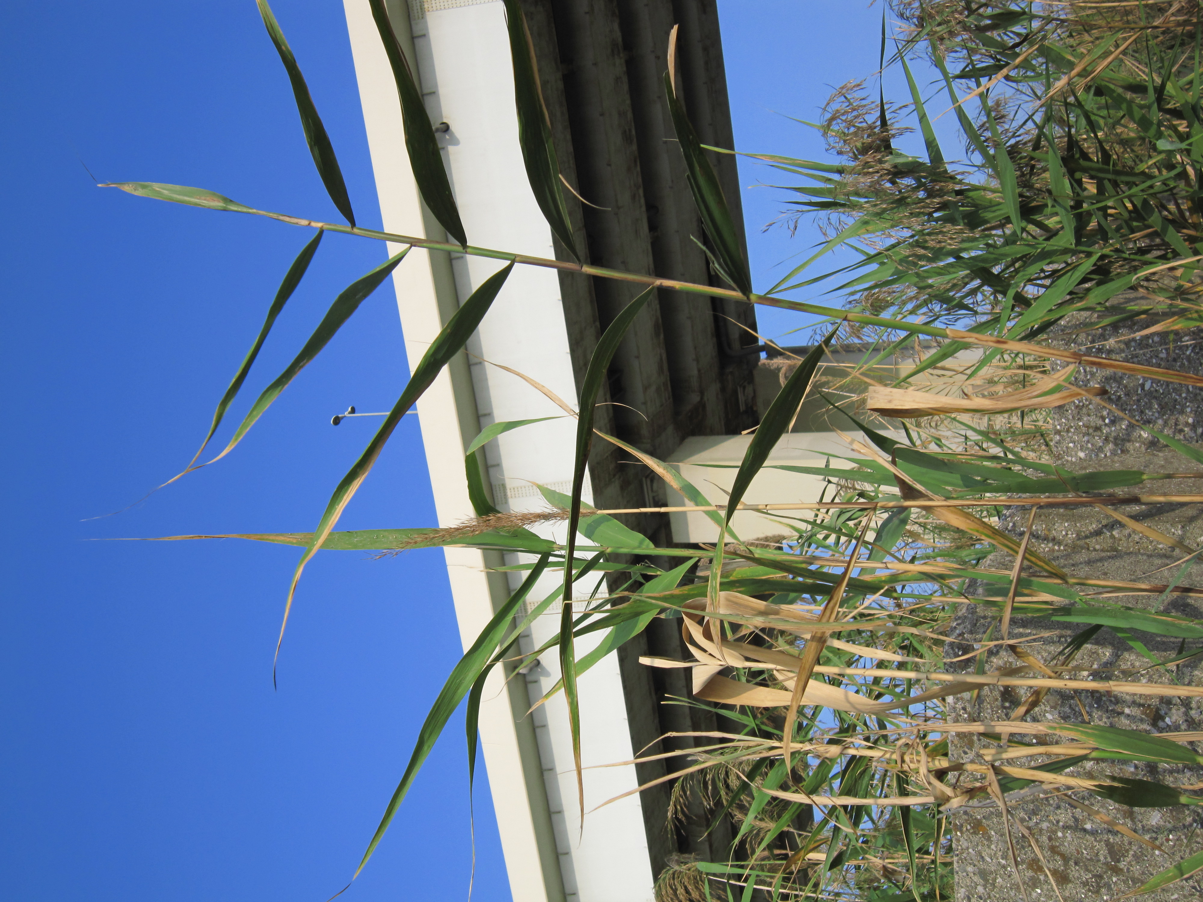 <b>IXY DIGITAL 930 IS / 約2.7MB / 3,000×4,000 / 1/640秒 / F4 / 0EV / ISO80 / WB:オート / 7.7mm / マイカラー：ポジフィルムカラー</b>