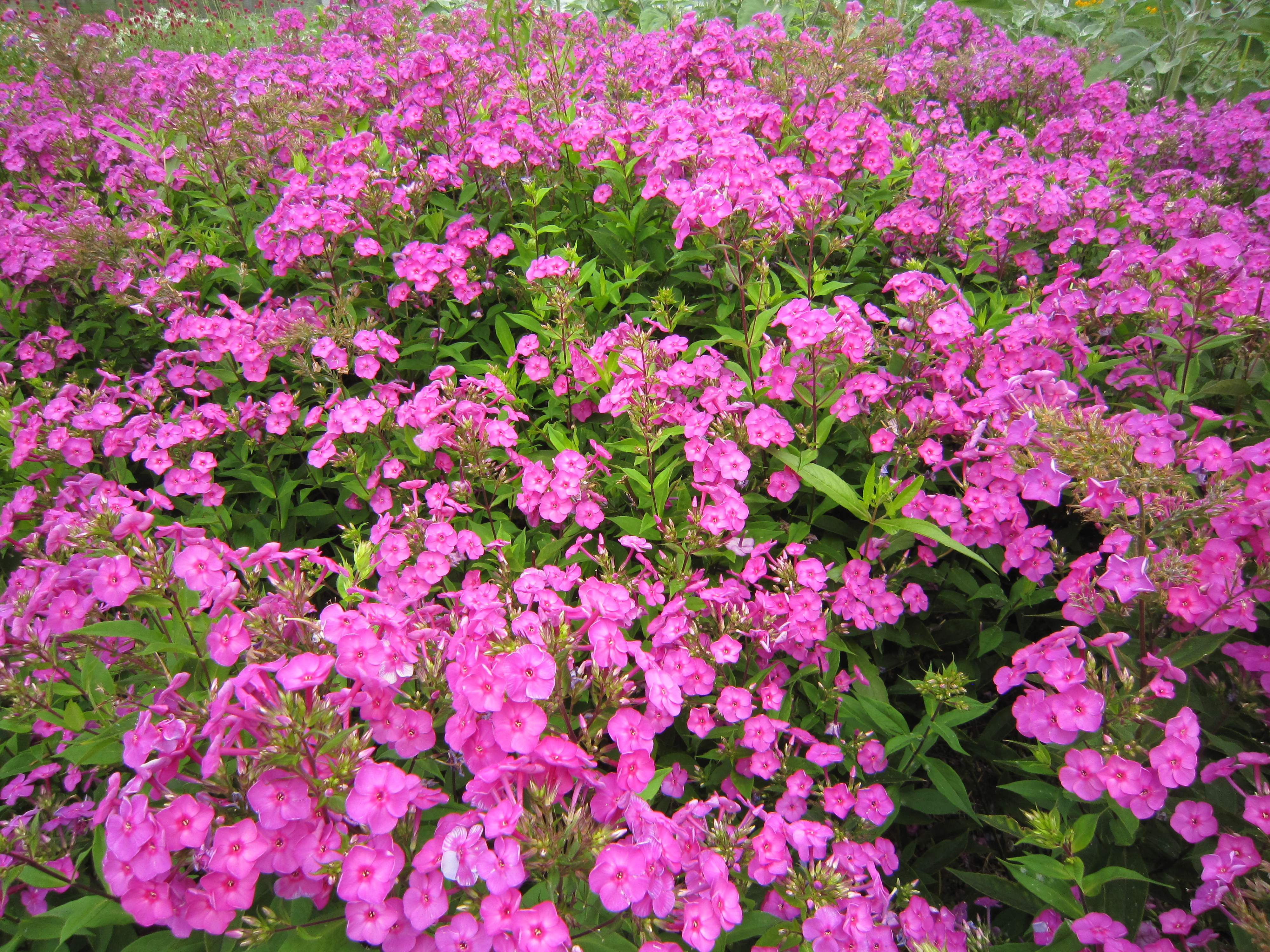 <b>IXY DIGITAL 930 IS / 約4.3MB / 4,000×3,000 / 1/200秒 / F4 / 0EV / ISO80 / WB:くもり / 4.3mm</b>