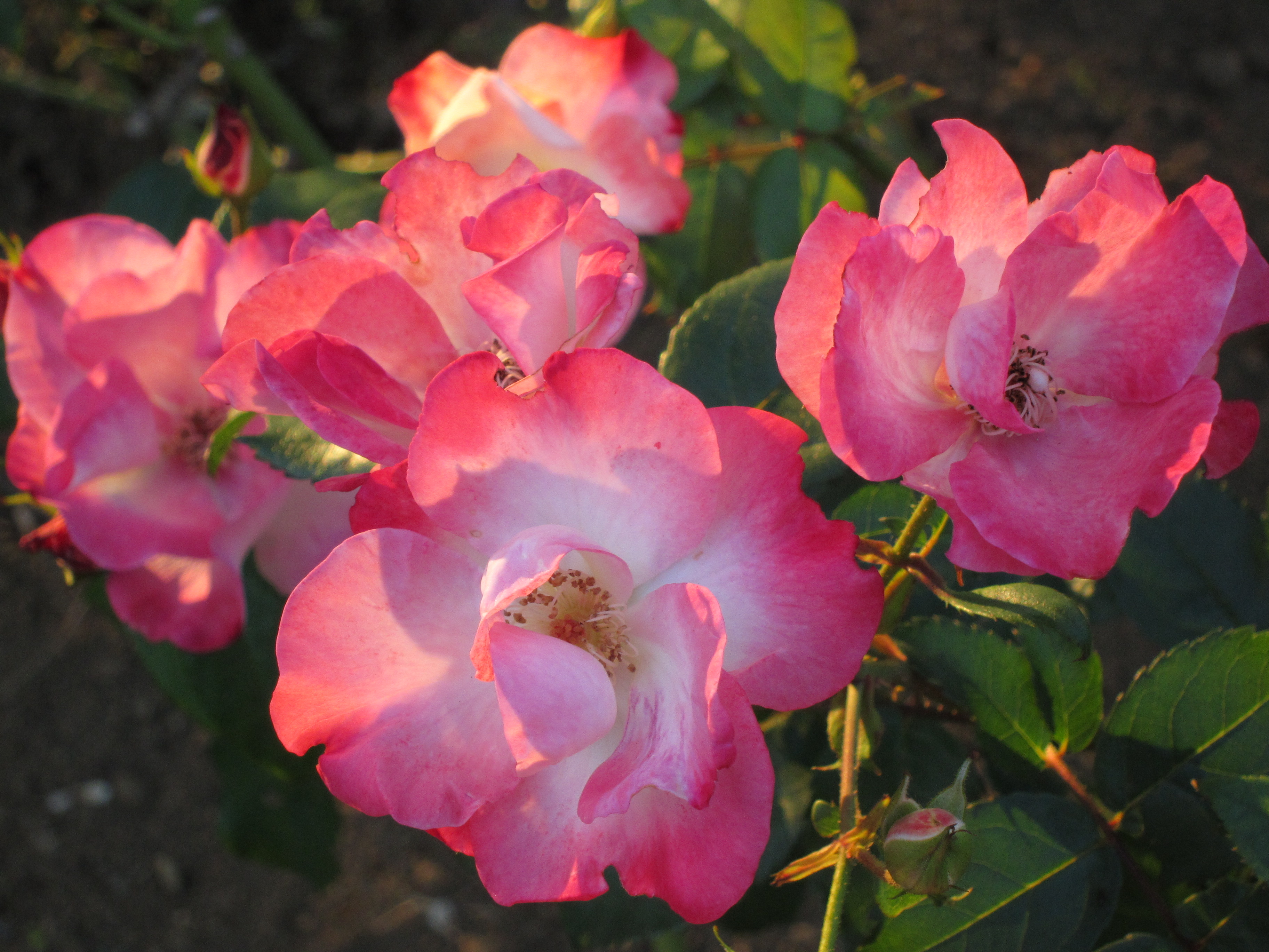 <b>PowerShot S90 / 約2.2MB / 3,648×2,736 / 1/320秒 / F4.9 / 0EV / ISO400 / WB:オート / 22.5mm</b>