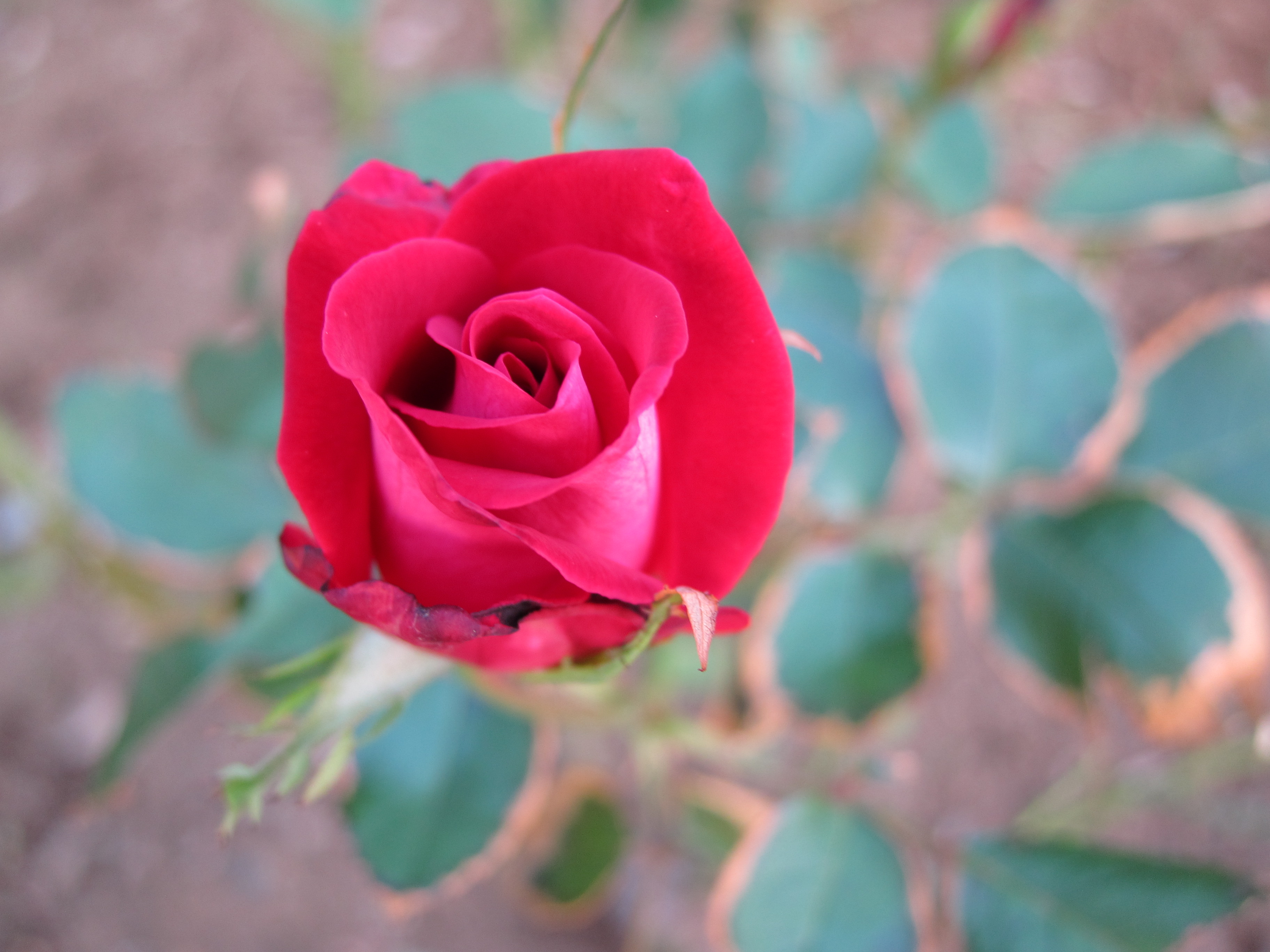 <b>PowerShot S90 / 約1.6MB / 3,648×2,736 / 1/50秒 / F2.8 / 0EV / ISO125 / WB:オート / 8.6mm</b>