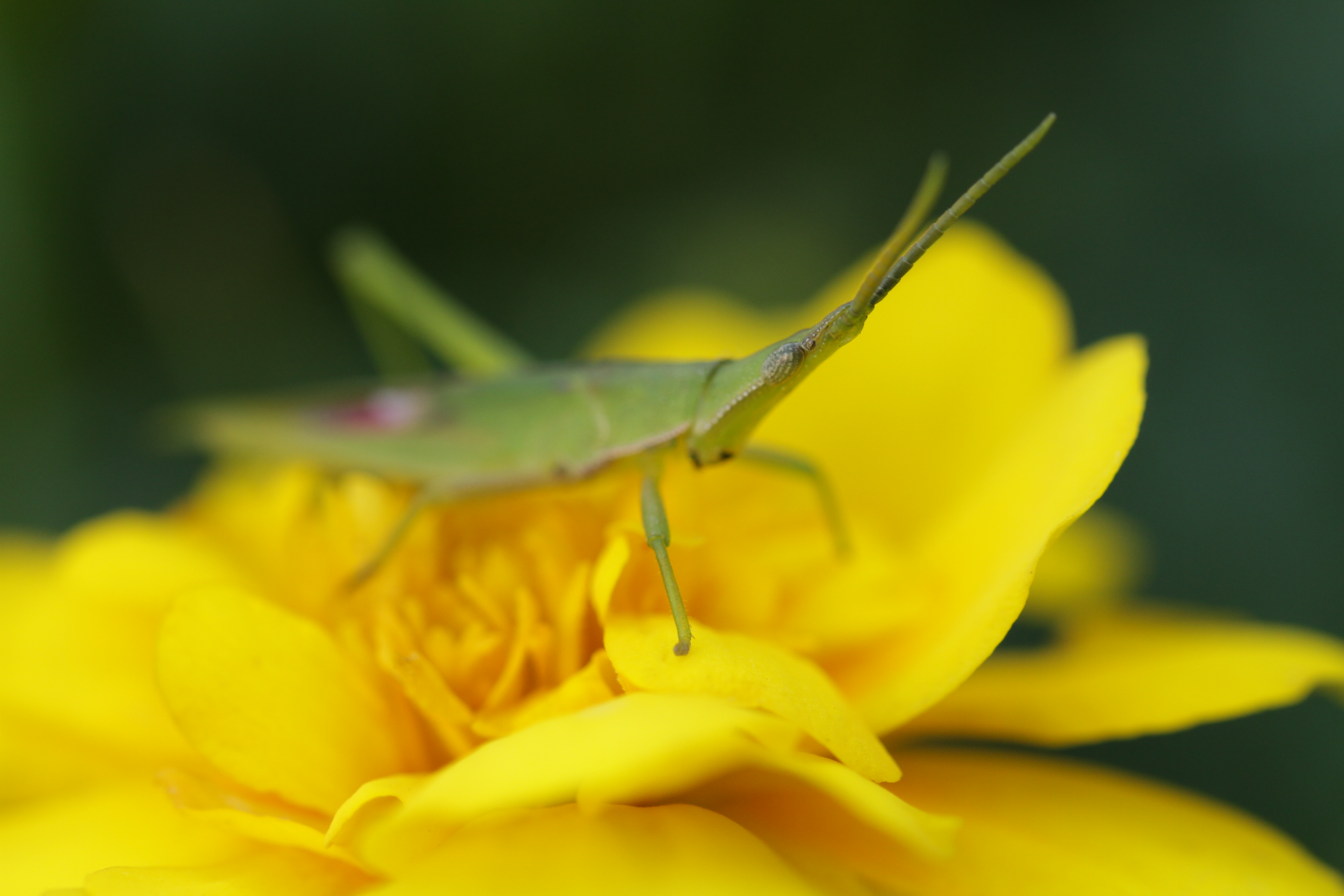 <b>EOS 7D / EF 100mm F2.8 L Macro IS USM / 5,184×3,456 / 1/200秒 / F4 / 0EV / ISO400 / 絞り優先AE / WB:オート / 100mm</b>