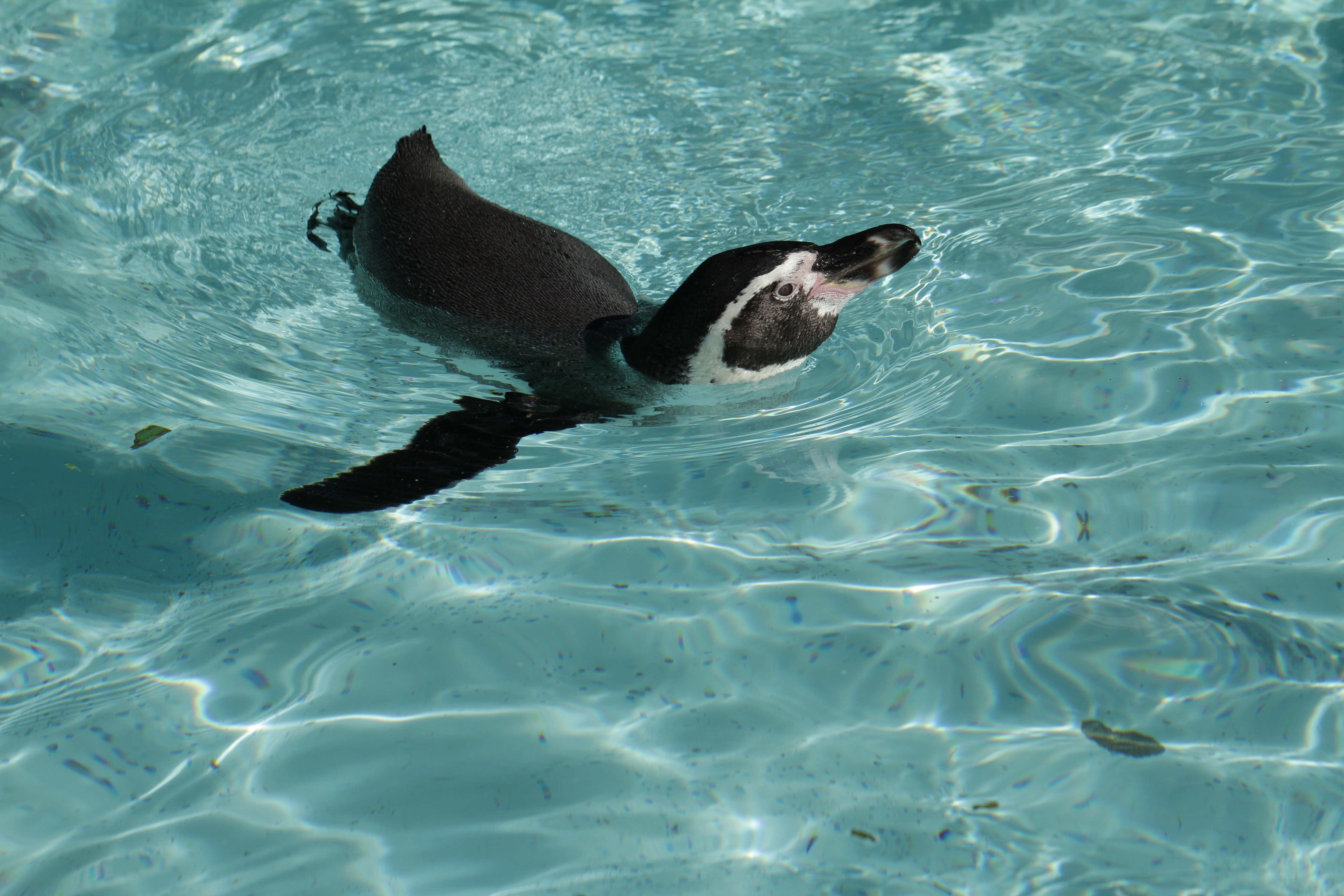 <b>EOS 7D / EF 100mm F2.8 L Macro IS USM / 5,184×3,456 / 1/3,200秒 / F5.6 / -0.7EV / ISO200 / 絞り優先AE / WB:オート / 100mm</b>