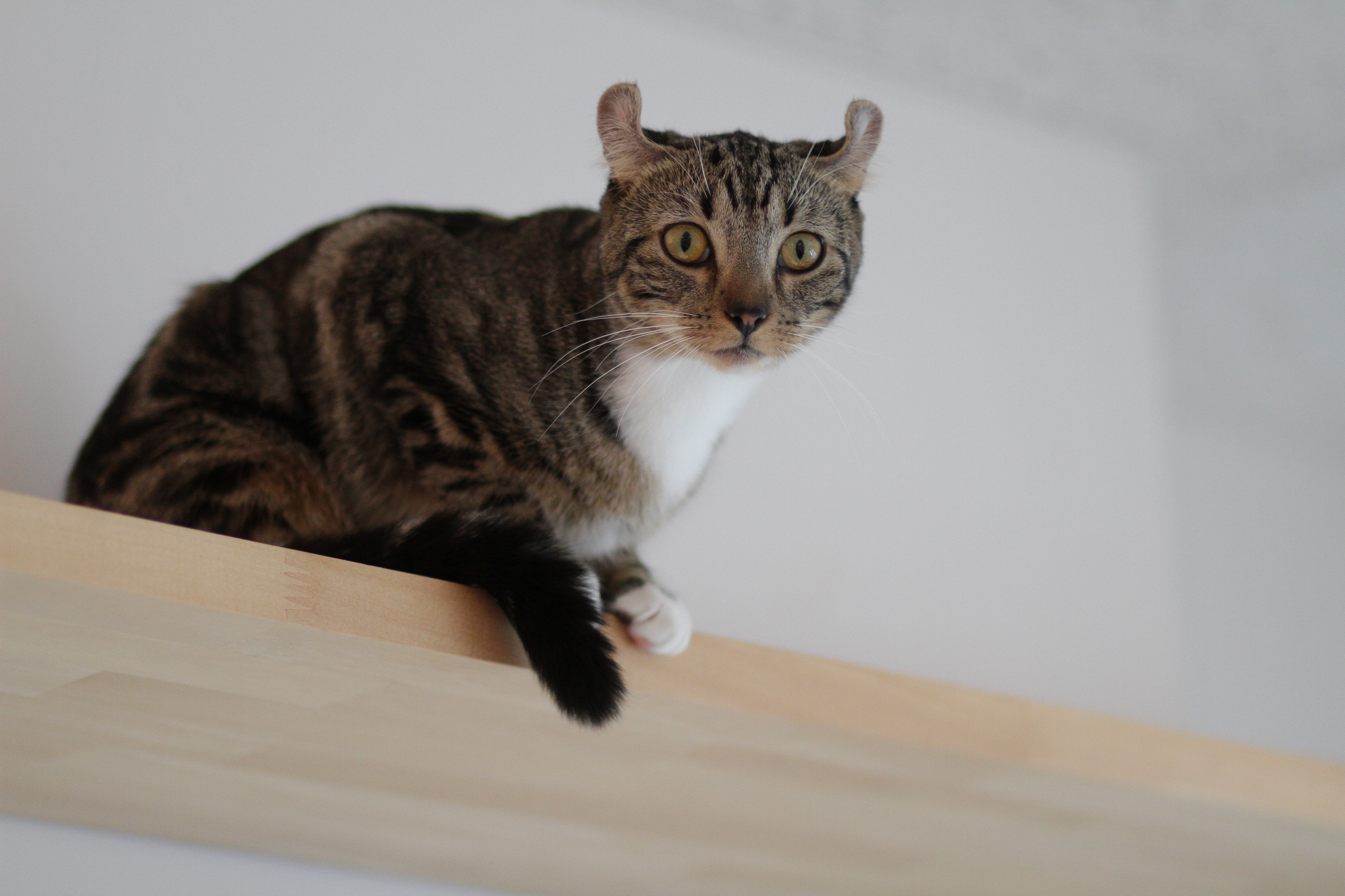 <b>EOS 7D / EF 85mm F1.8 USM / 5,184×3,456 / 1/250秒 / F1.8 / 0EV / ISO1000 / マニュアル露出 / WB:オート / 85mm<br>CatCafe Prince（下北沢）</b>