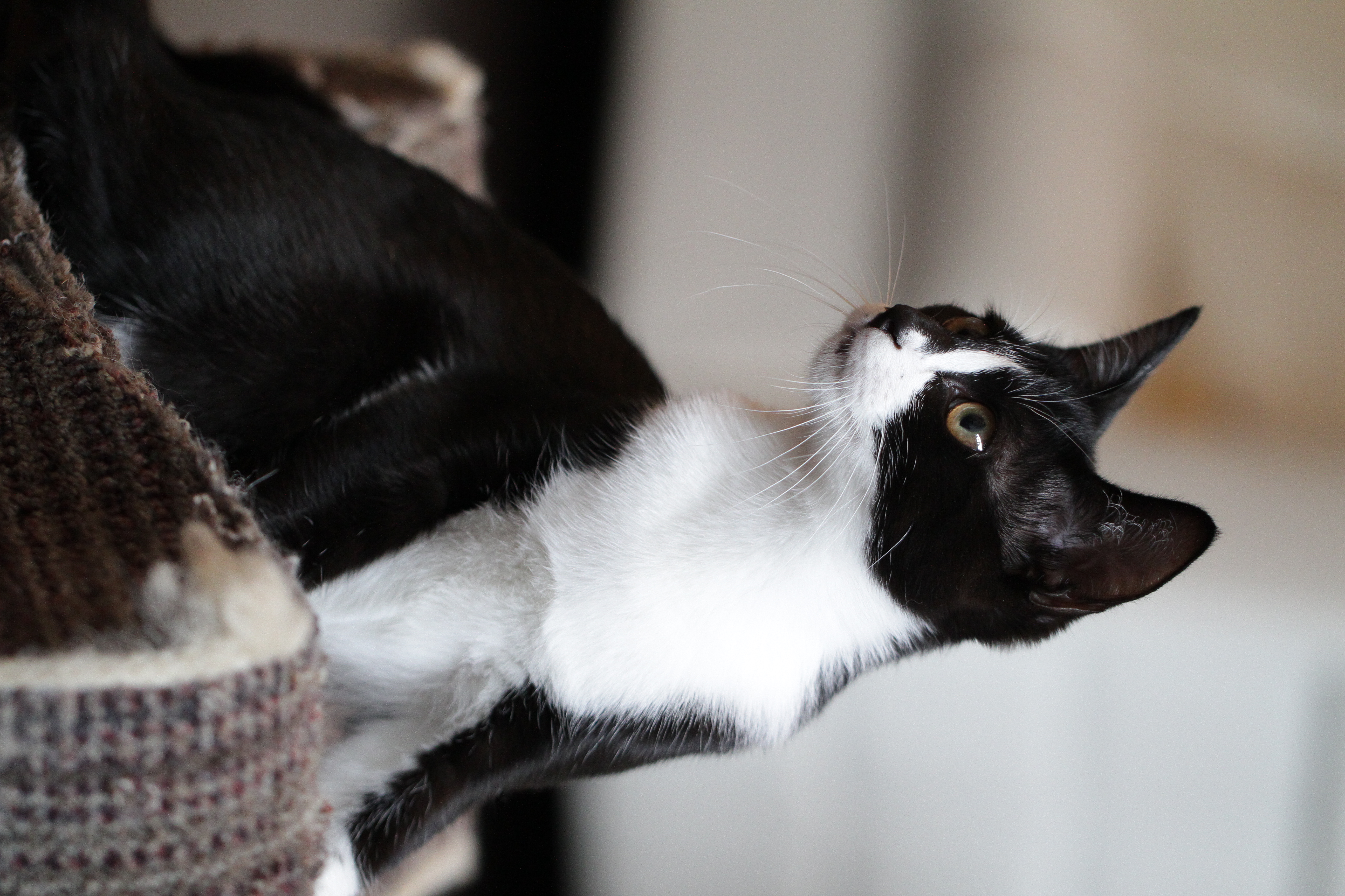 <b>EOS 7D / EF 100mm F2.8 L Macro IS USM / 3,456×5,184 / 1/400秒 / F2.8 / 0EV / ISO2000 / マニュアル露出 / WB:オート / 100mm<br>CatCafe Prince（下北沢）</b>