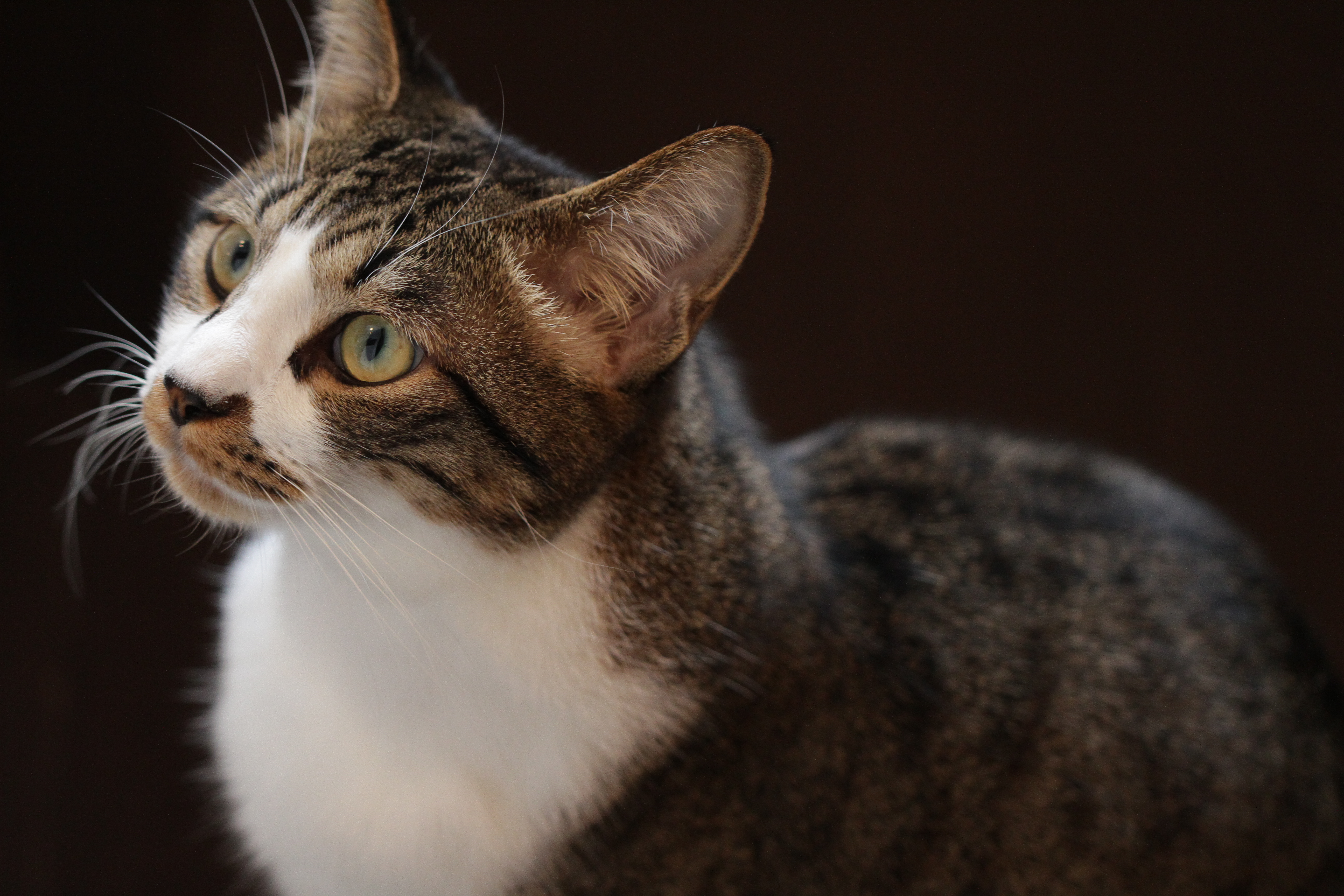 <b>EOS 7D / EF 100mm F2.8 L Macro IS USM / 5,184×3,456 / 1/125秒 / F2.8 / 0EV / ISO1600 / マニュアル露出 / WB:オート / 100mm<br>CatCafe Prince（下北沢）</b>