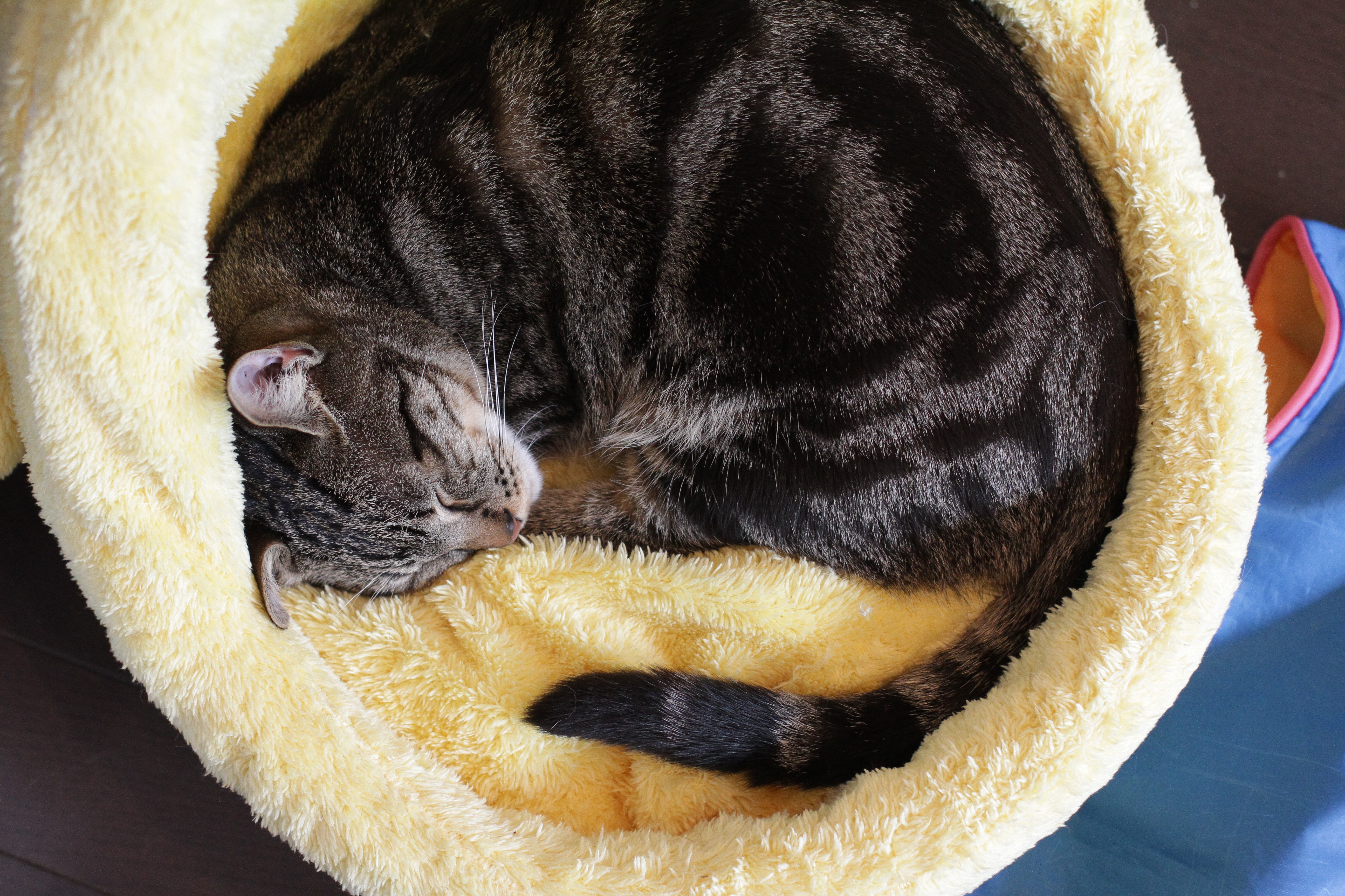 <b>EOS 7D / EF 50mm F1.4 USM / 5,184×3,456 / 1/250秒 / F2.8 / 0EV / ISO1600 / マニュアル露出 / WB:オート / 50mm<br>CatCafe Prince（下北沢）</b>