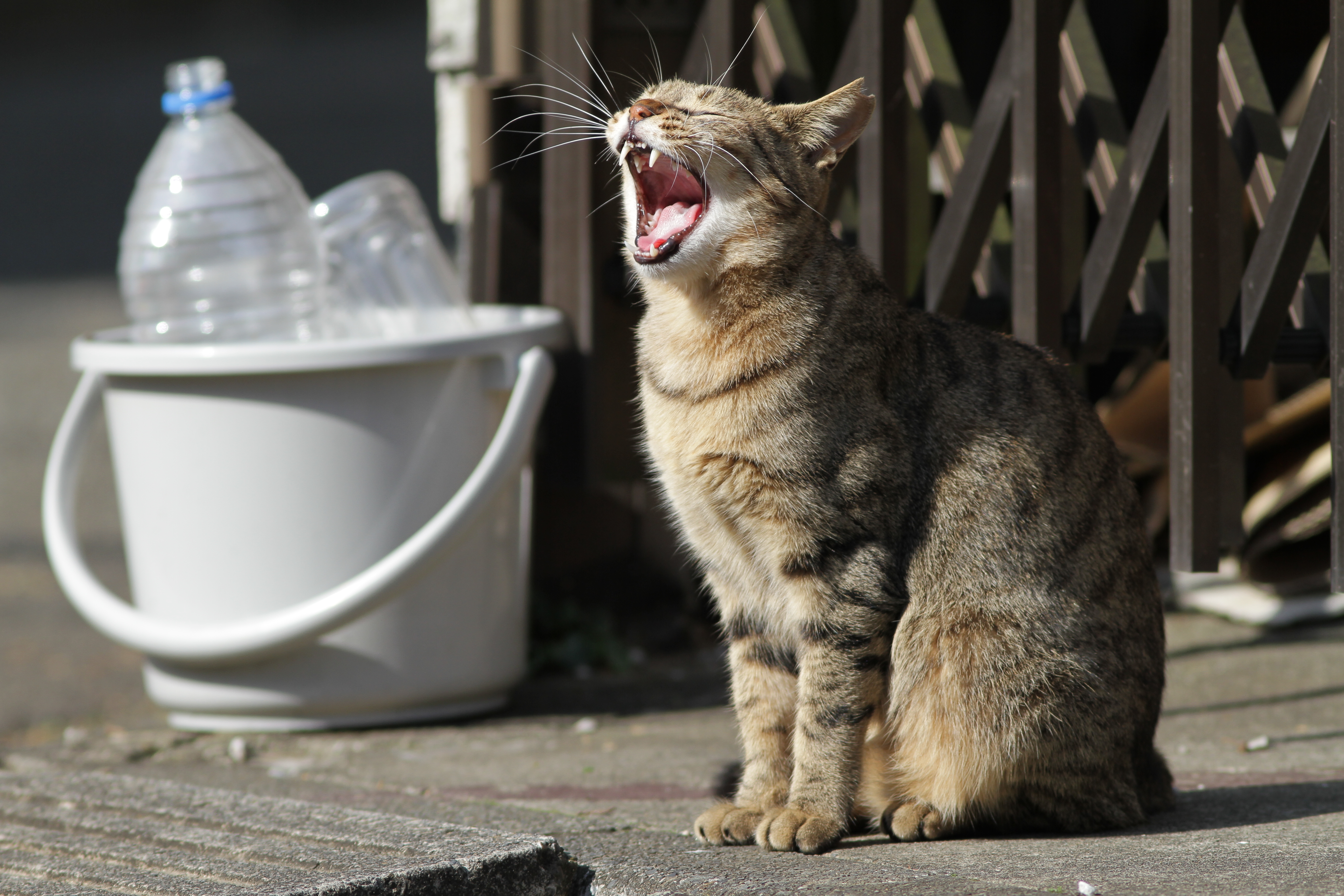 <b>EOS 7D / EF 300mm F4 L IS USM / 5,184×3,456 / 1/640秒 / F5 / -0.7EV / ISO125 / 絞り優先AE / WB:オート / 300mm</b>