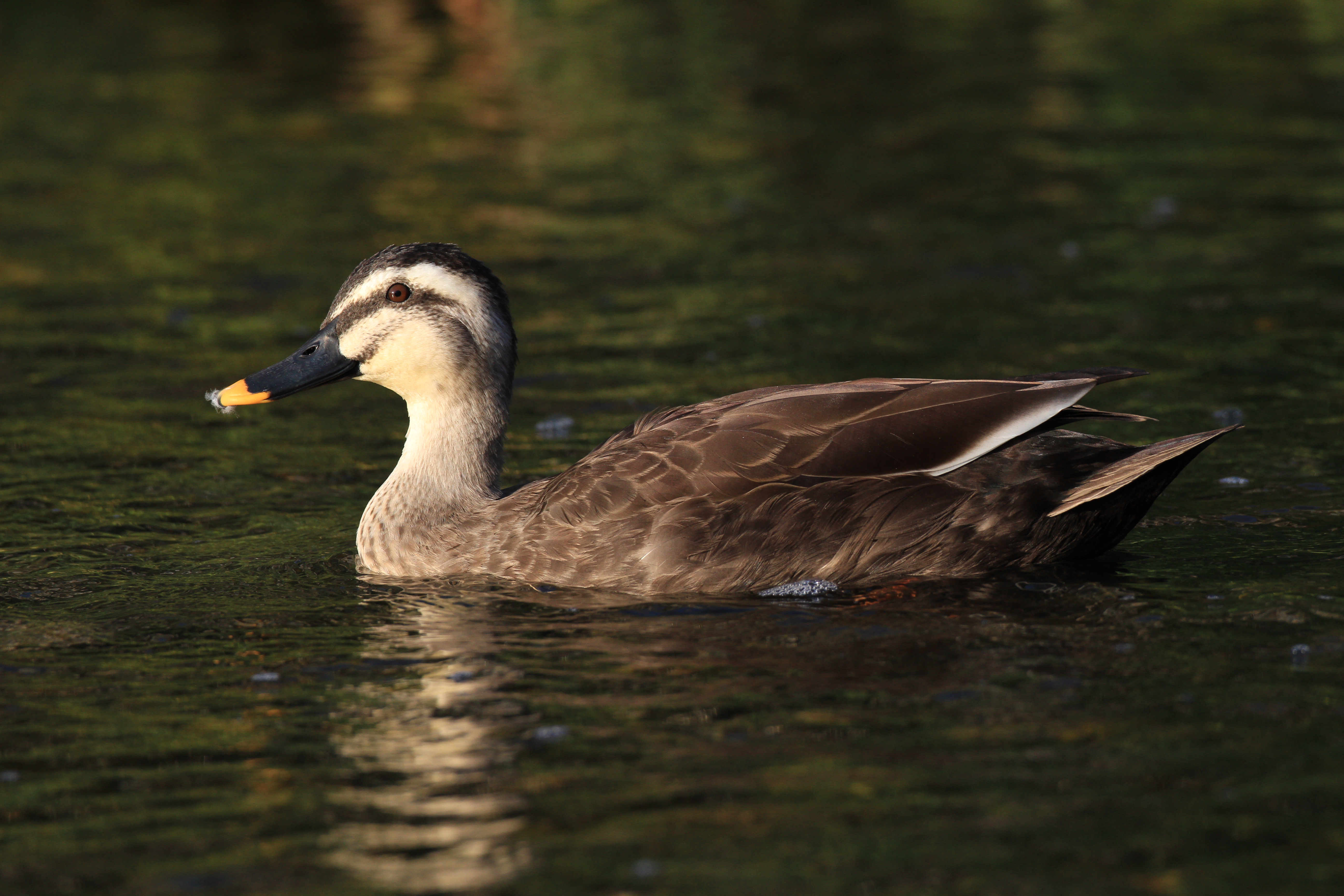<b>EOS 7D / EF 500mm F4L IS USM / 5,184×3,456 / 1/1,250秒 / F5.6 / 0EV / ISO320 / マニュアル露出 / WB:オート / 500mm</b>