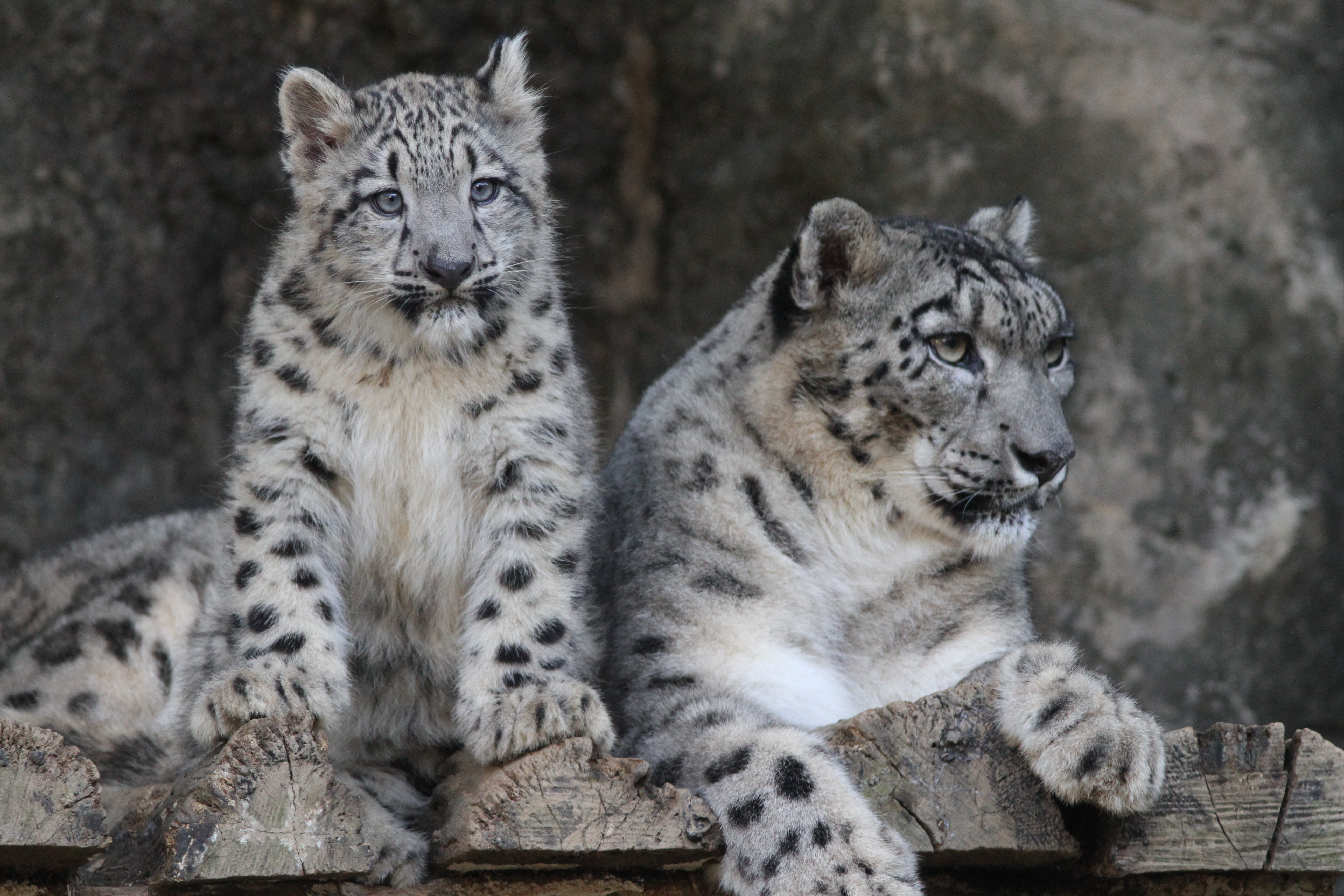 <b>EOS 7D / EF 300mm F4 L IS USM / 5,184×3,456 / 1/320秒 / F6.3 / -0.3EV / ISO2000 / 絞り優先AE / WB:オート / 300mm<br>東京都多摩動物公園</b>