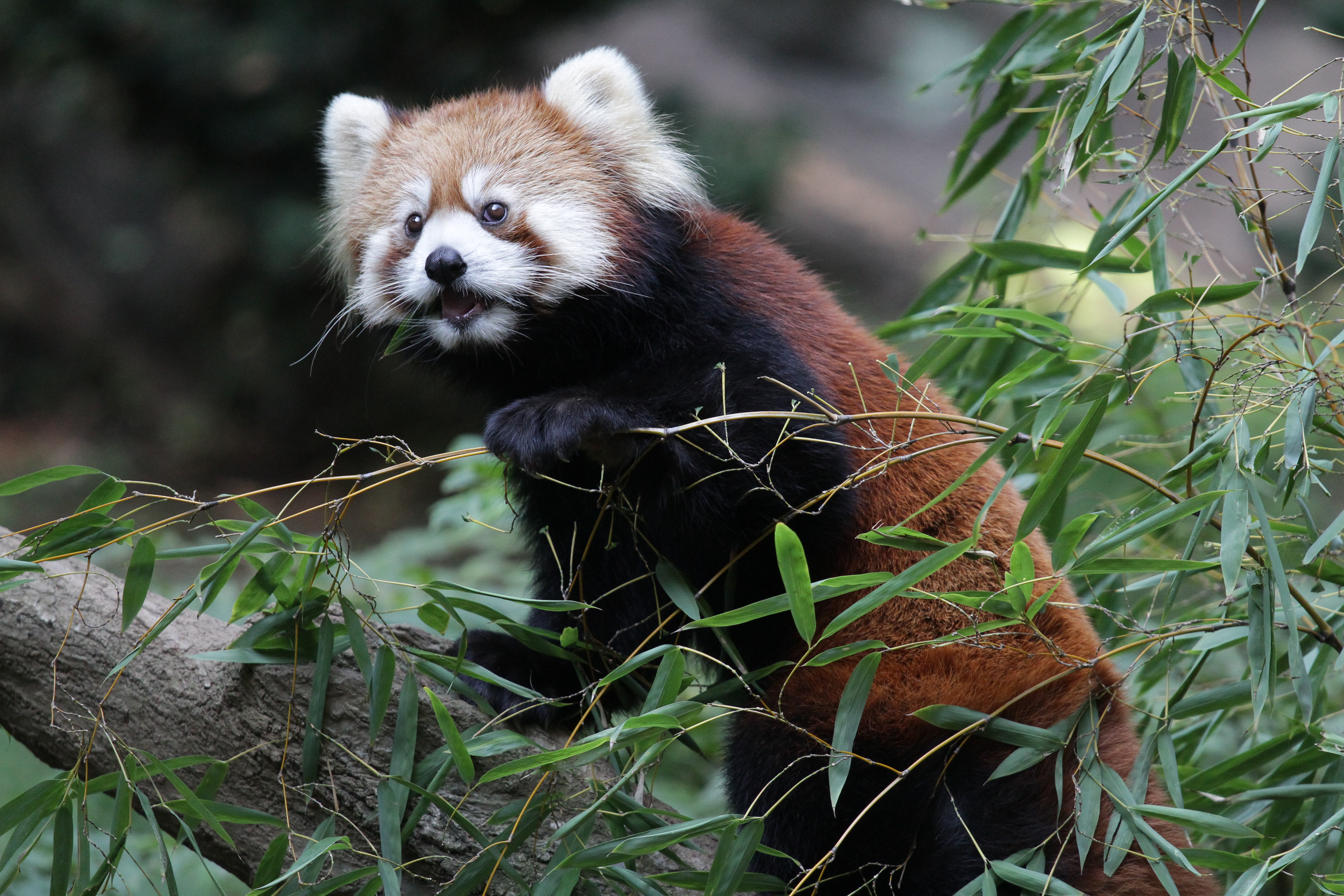 <b>EOS 7D / EF 70-200mm F4 L IS USM / 5,184×3,456 / 1/640秒 / F4 / 0EV / ISO1600 / マニュアル露出 / WB:オート / 200mm<br>東京都多摩動物公園</b>