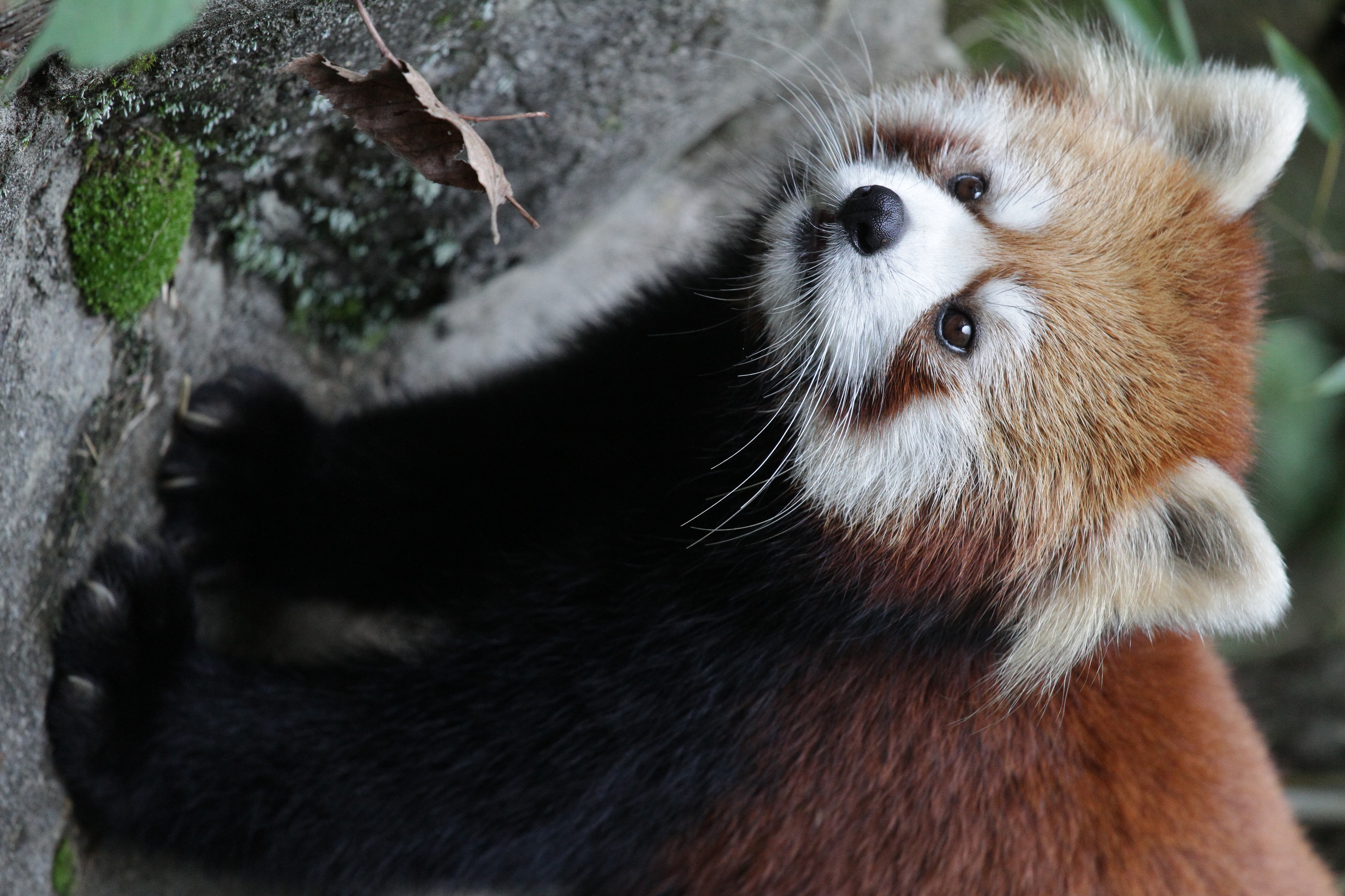 <b>EOS 7D / EF 70-200mm F4 L IS USM / 3,456×5,184 / 1/800秒 / F4 / 0EV / ISO1600 / マニュアル露出 / WB:オート / 200mm<br>東京都多摩動物公園</b>