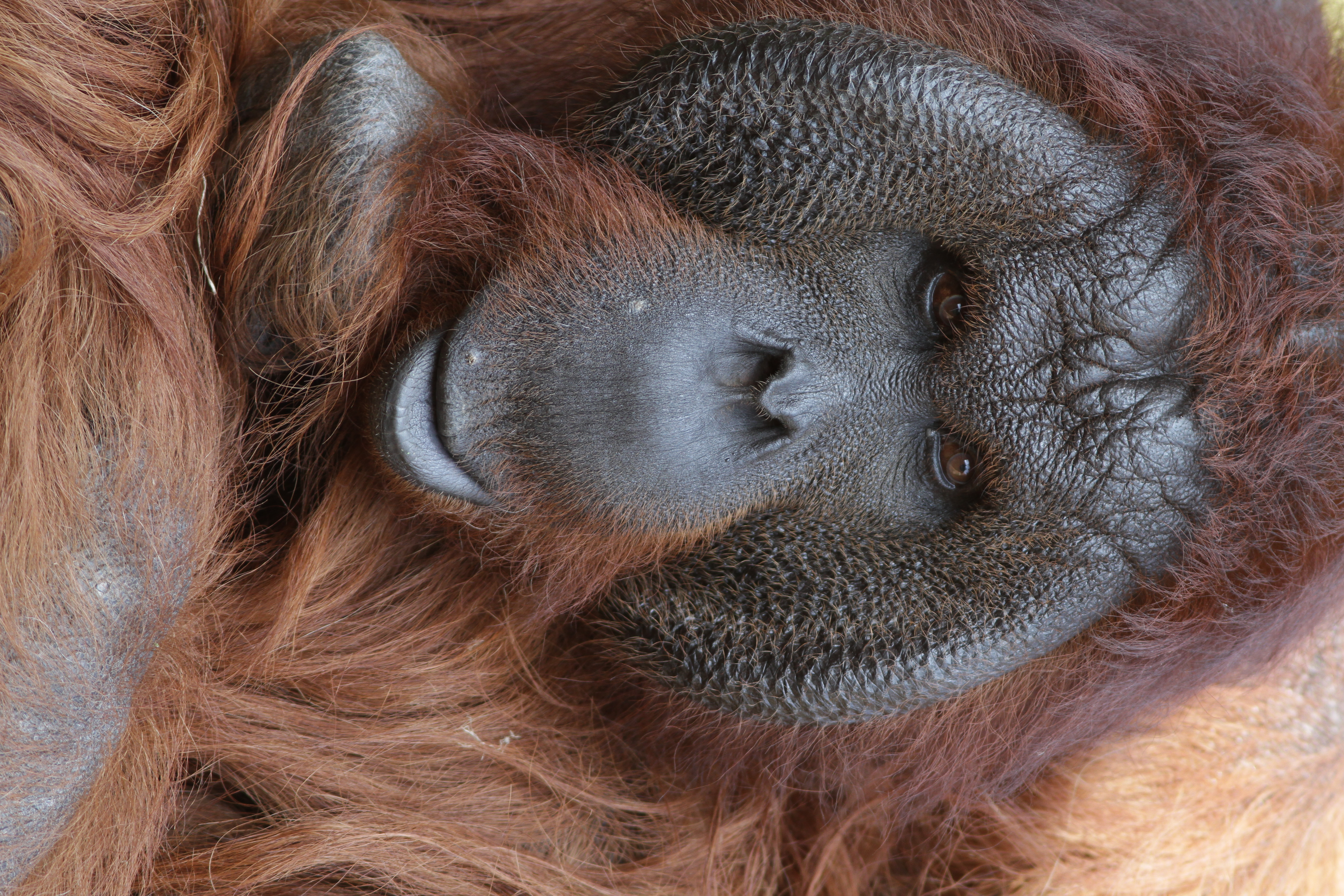 <b>EOS 7D / EF 300mm F4 L IS USM / 3,456×5,184 / 1/320秒 / F4.5 / -0.3EV / ISO400 / 絞り優先AE / WB:オート / 300mm<br>東京都多摩動物公園</b>