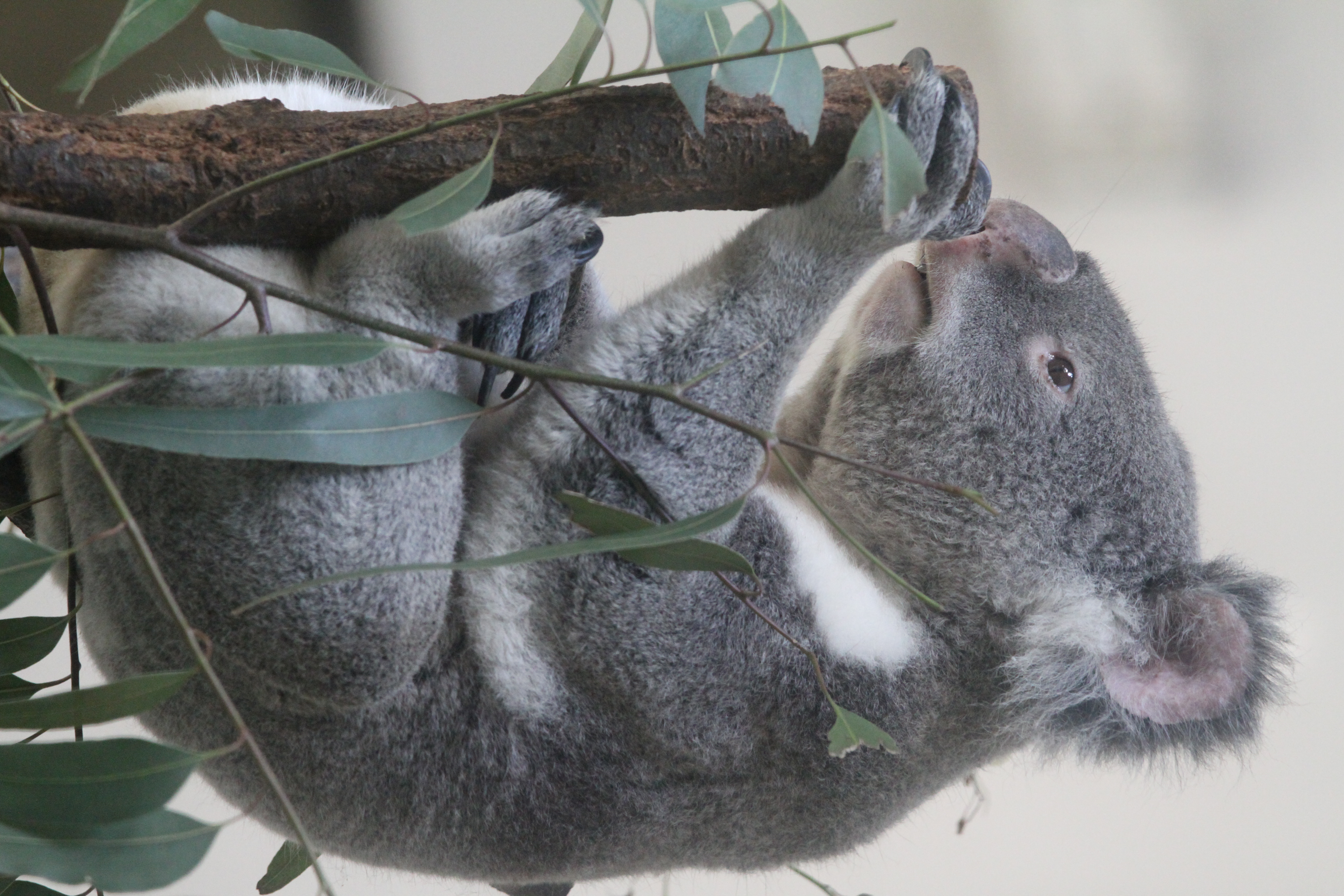 <b>EOS 7D / EF 70-200mm F4 L IS USM / 3,456×5,184 / 1/100秒 / F4.5 / -0.3EV / ISO3200 / 絞り優先AE / WB:オート / 173mm<br>東京都多摩動物公園</b>