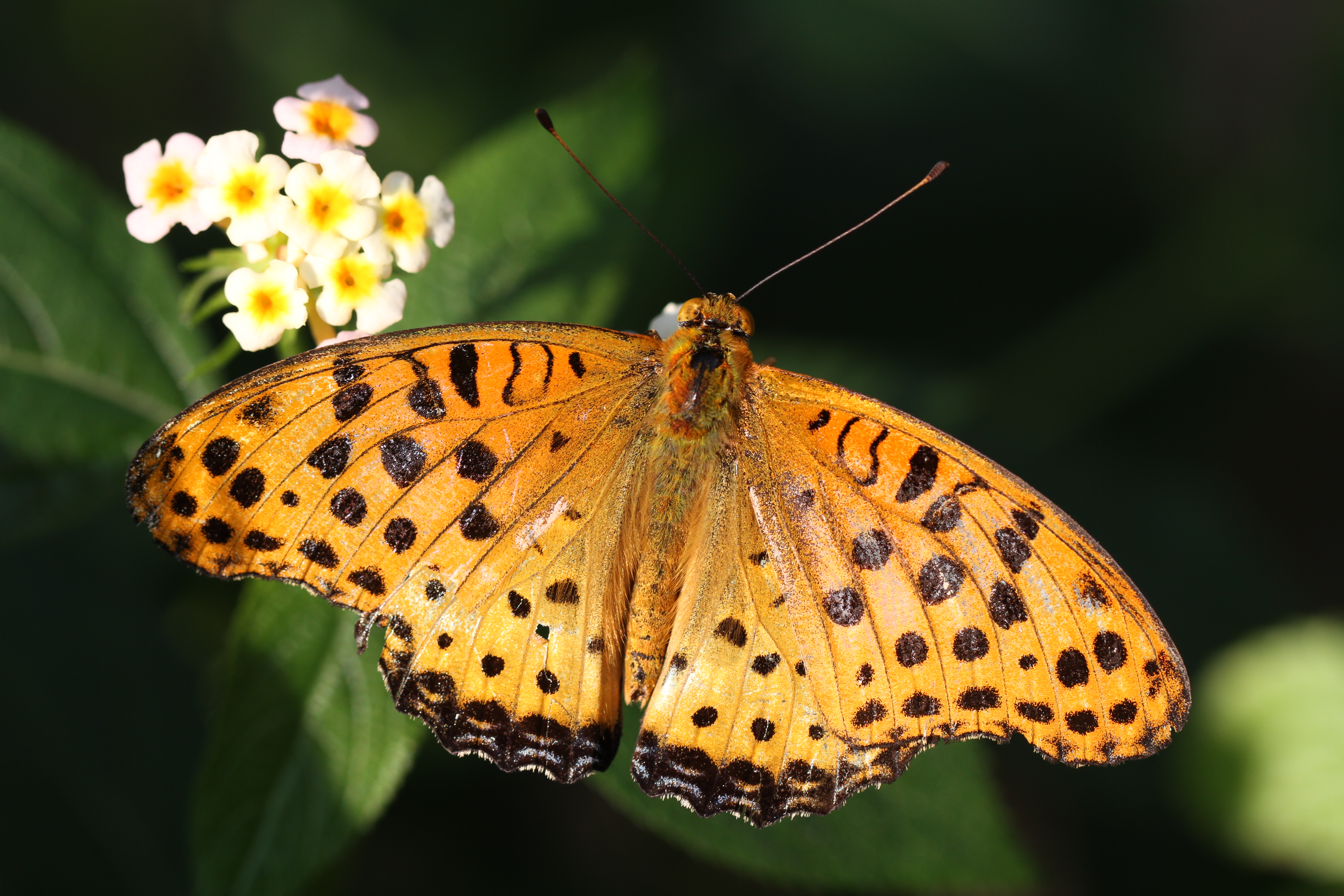 <b>EOS 7D / EF 100mm F2.8 L Macro IS USM / 5,184×3,456 / 1/400秒 / F5 / 0EV / ISO200 / 絞り優先AE / WB:オート / 100mm<br>東京都多摩動物公園</b>