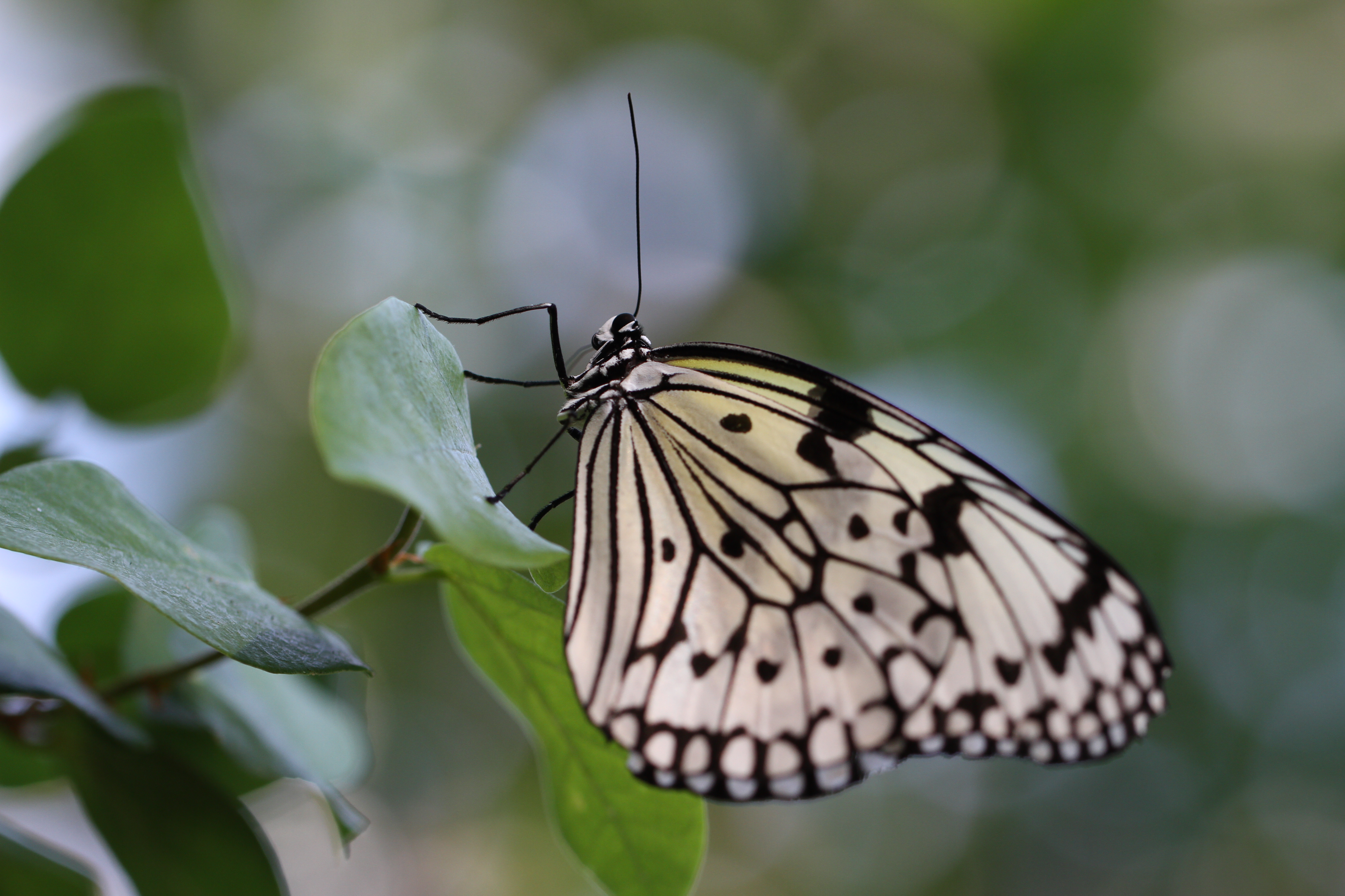 <b>EOS 7D / EF 100mm F2.8 L Macro IS USM / 5,184×3,456 / 1/320秒 / F4 / +0.3EV / ISO250 / 絞り優先AE / WB:オート / 100mm<br>東京都多摩動物公園</b>