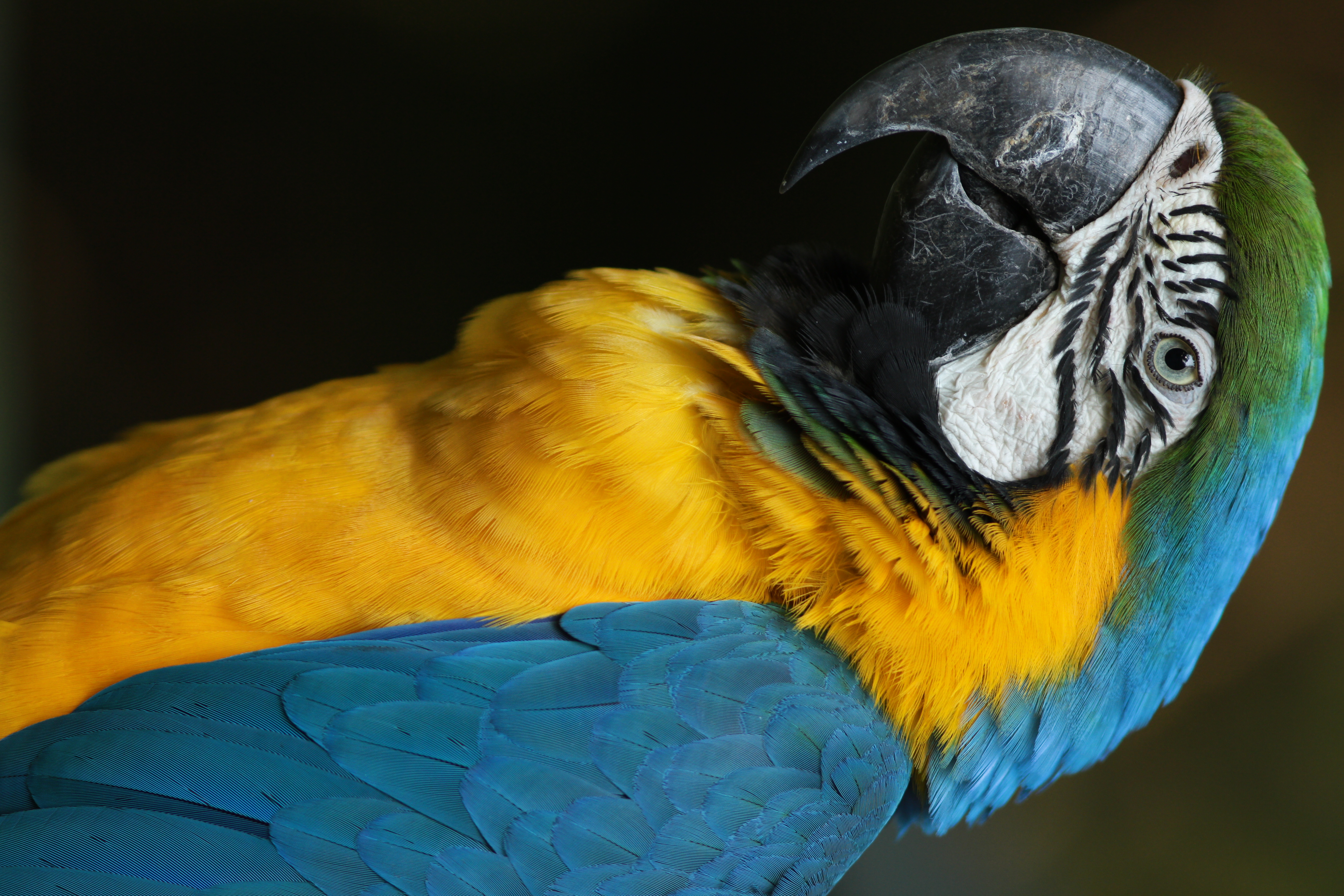 <b>EOS 7D / EF 300mm F4 L IS USM / 3,456×5,184 / 1/320秒 / F4.5 / -0.7EV / ISO400 / 絞り優先AE / WB:オート / 300mm<br>東京都多摩動物公園</b>