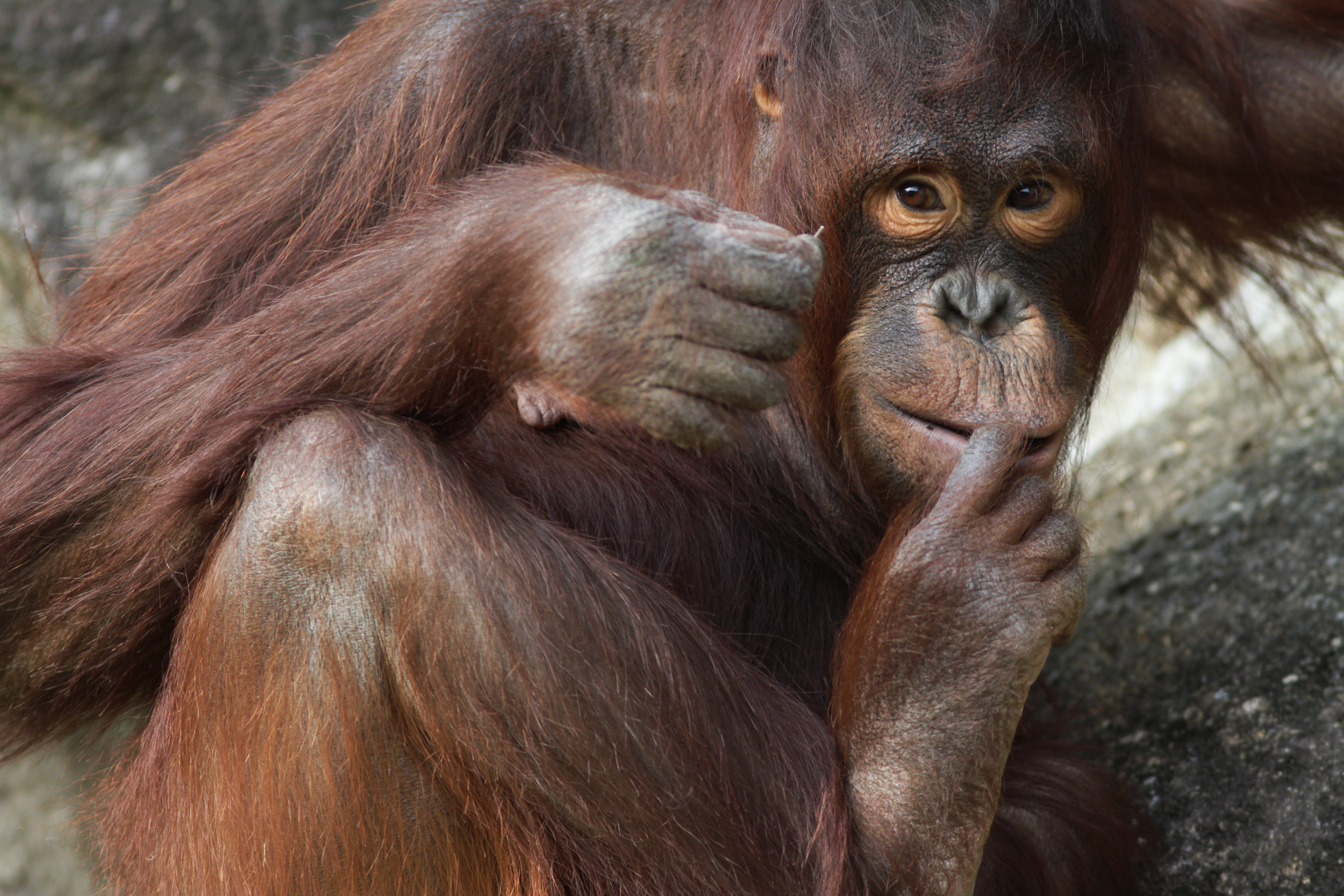 <b>EOS 7D / EF 300mm F4 L IS USM / 5,184×3,456 / 1/320秒 / F4 / -0.7EV / ISO400 / 絞り優先AE / WB:オート / 300mm<br>東京都多摩動物公園</b>