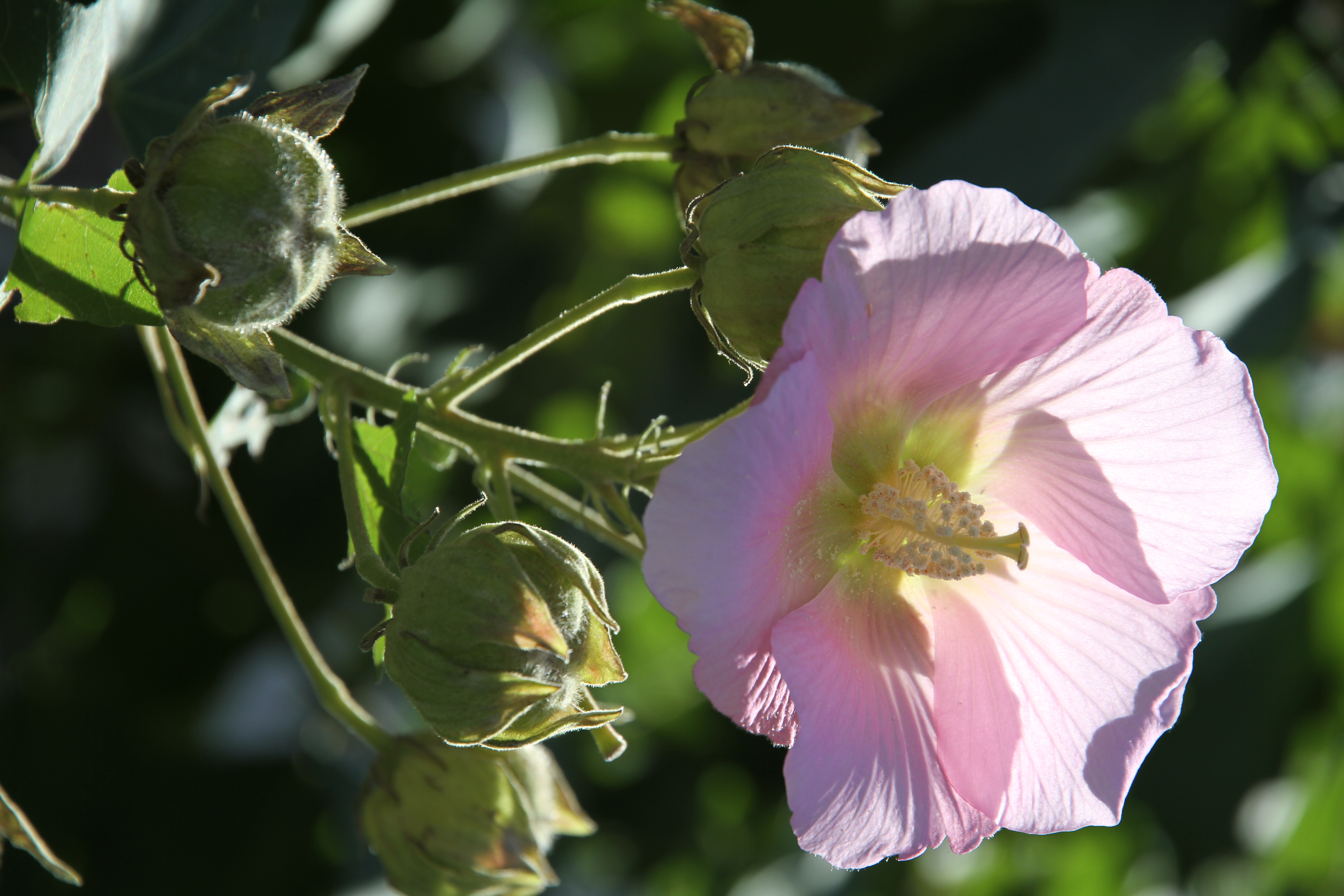 <b>EOS 7D / EF-S 15-85mm F3.5-5.6 IS USM / 約5.0MB / 3,456×5,184 / 1/500秒 / F5.6 / 0EV / ISO100 / WB:オート / 85mm</b>