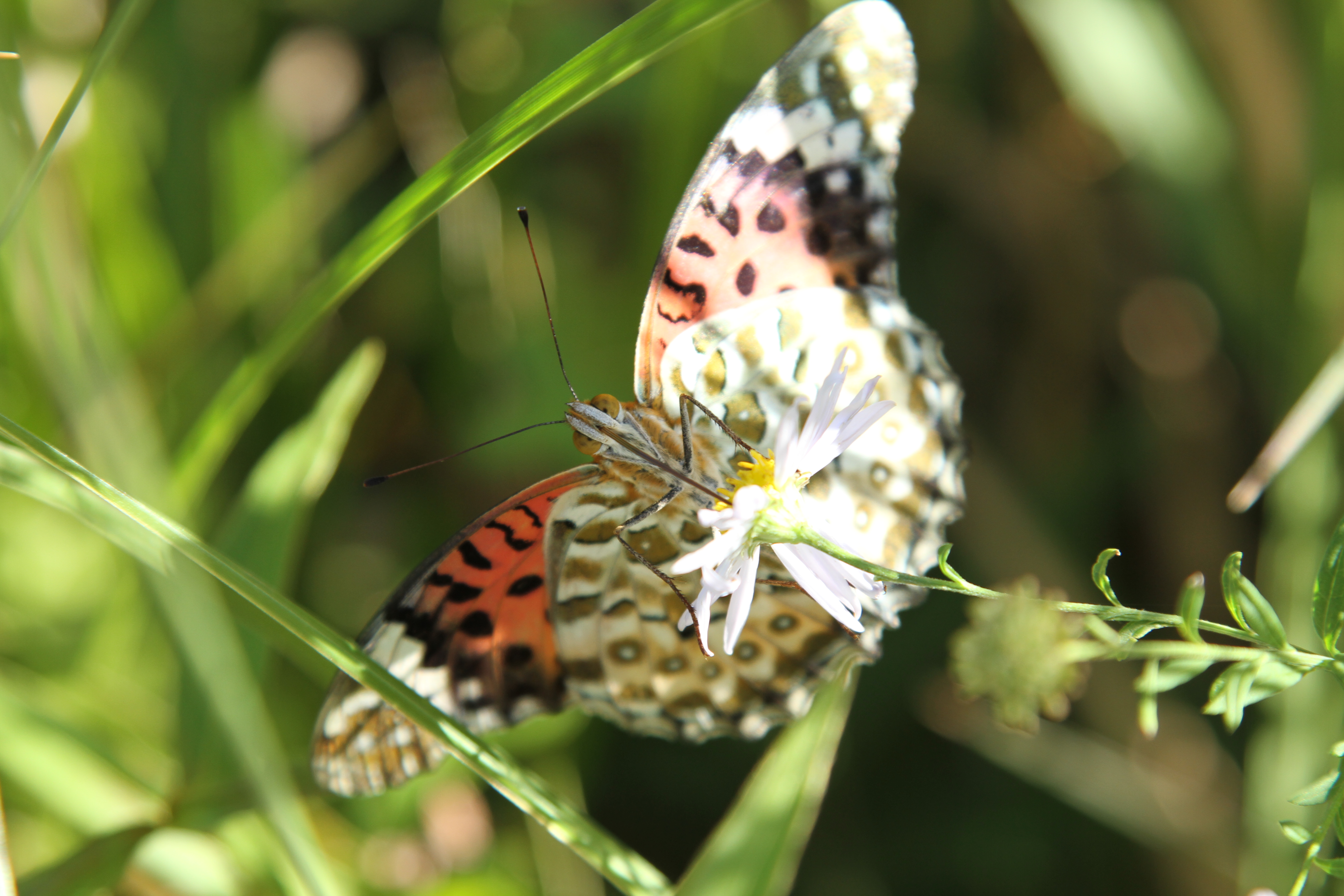 <b>EOS 7D / EF 24-105mm F4 L IS USM / 約5.1MB / 5,184×3,456 / 1/250秒 / F5.6 / 0EV / ISO200 / WB:オート / 105mm</b>