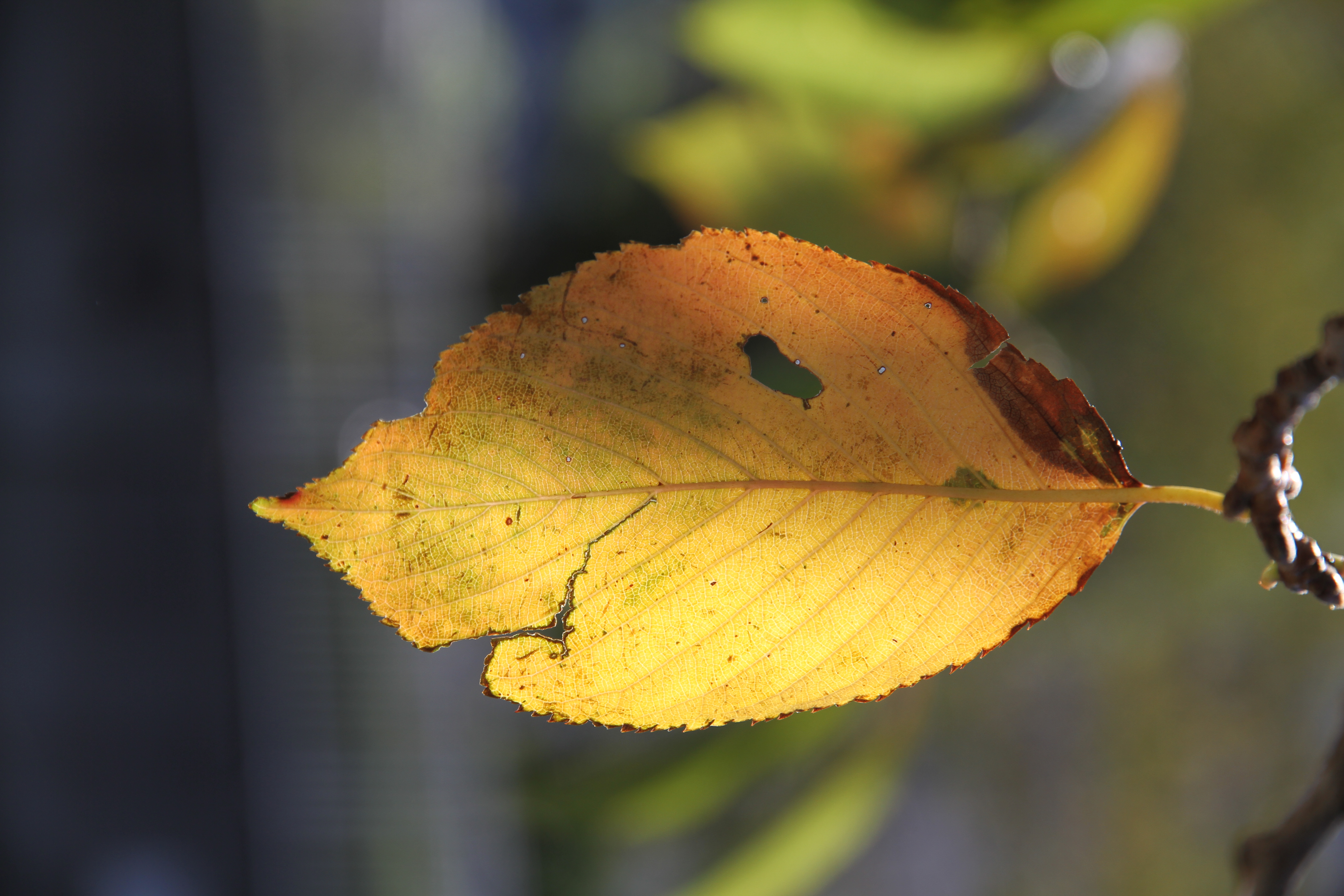 <b>EOS 7D / EF-S 15-85mm F3.5-5.6 IS USM / 約5.3MB / 3,456×5,184 / 1/400秒 / F5.6 / 0EV / ISO100 / WB:オート / 85mm</b>