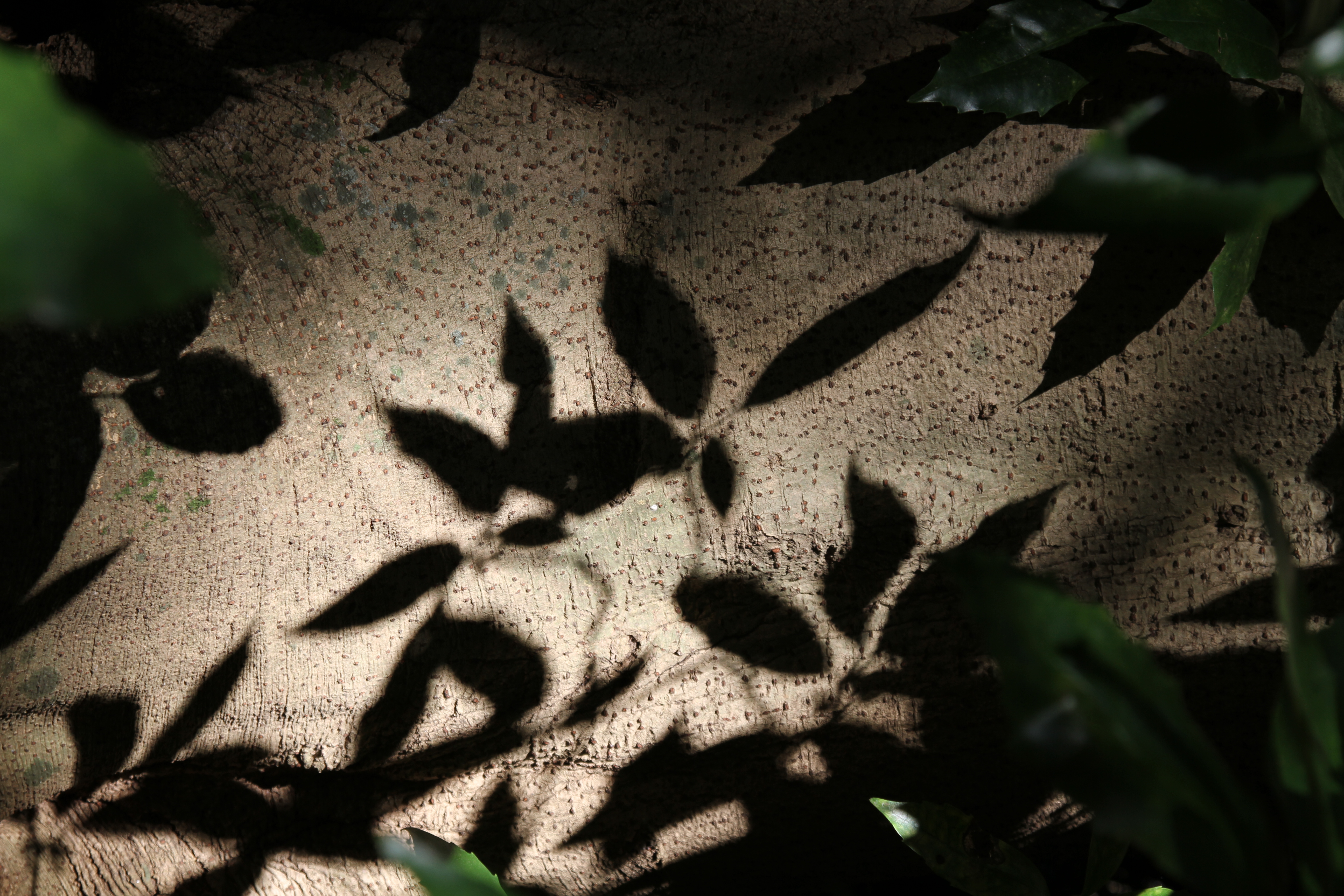 <b>EOS 7D / EF 24-105mm F4 L IS USM / 約6.3MB / 3,456×5,184 / 1/125秒 / F5.6 / -1EV / ISO100 / WB:オート / 65mm</b>