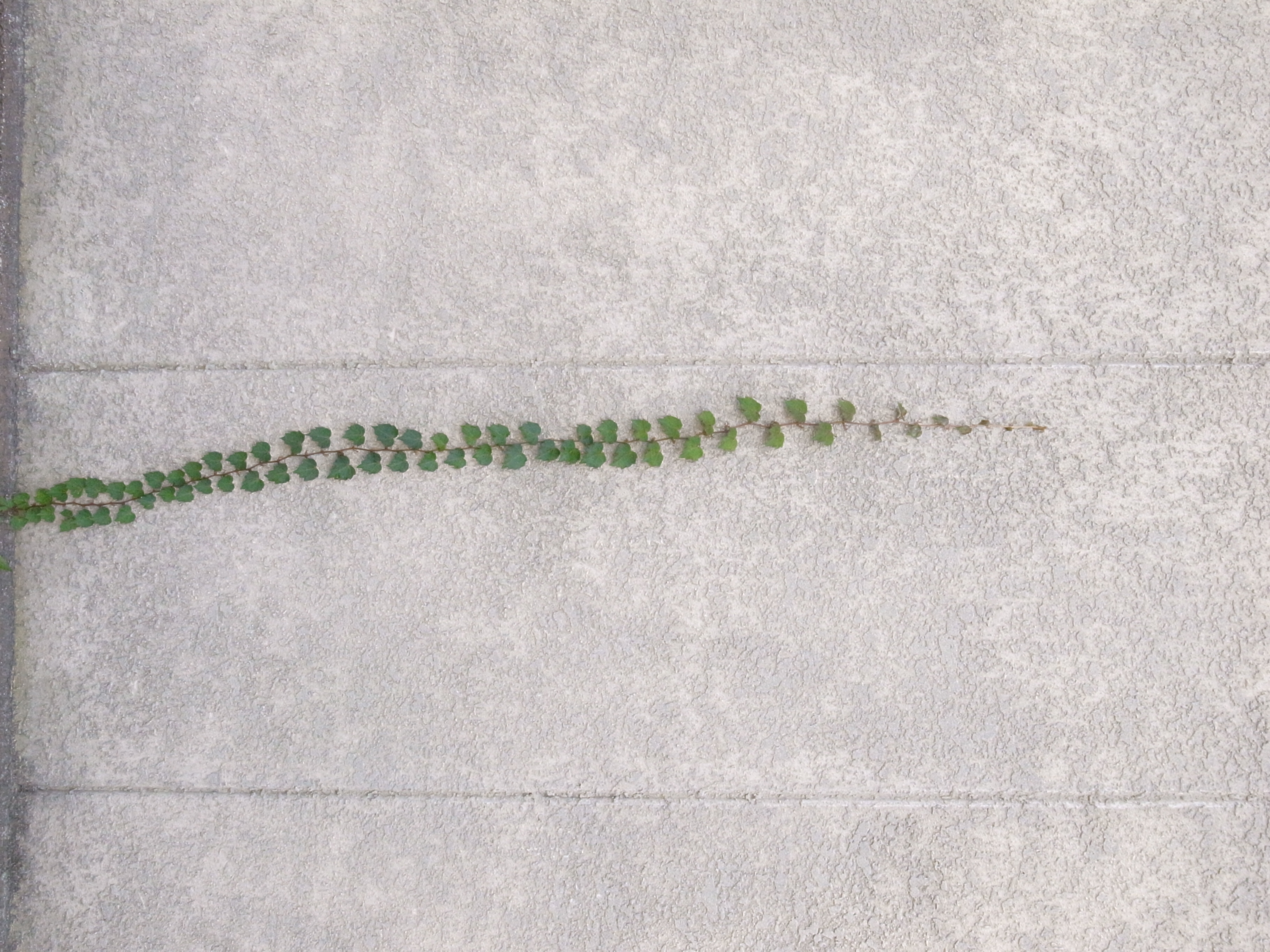 <b>GR DIGITAL III / 2,736×3,648 / 1/440秒 / F7 / +1.3EV / ISO800 / 絞り優先AE / WB:オート / 6mm</b>