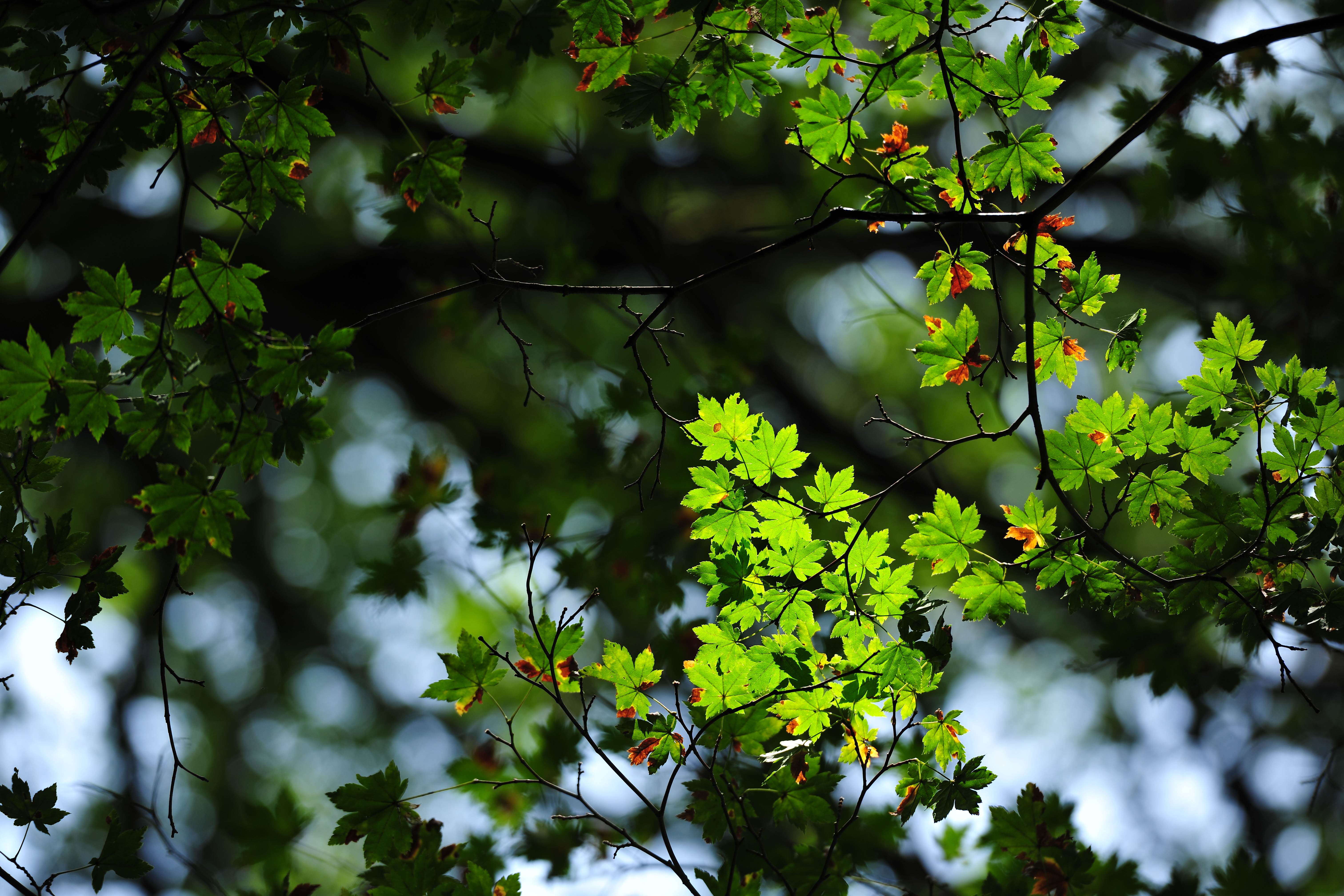 <b>D3X / AF-S NIKKOR 70-200mm F2.8 G ED VR II / 約9.3MB / 6,048×4,032 / 1/200秒 / F3.5 / -0.3EV / ISO100 / WB:晴天 / 200mm</b>