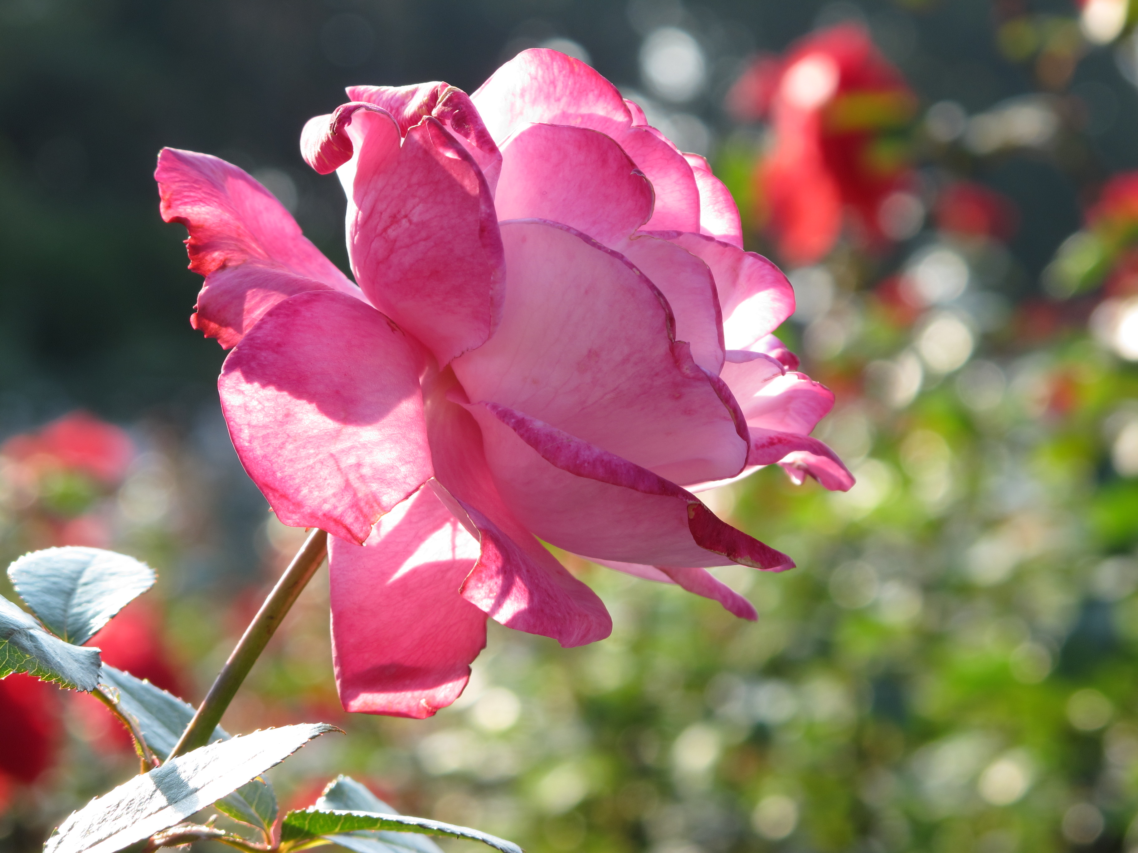 <b>3,648×2,736 / 1/160秒 / F4.5 / +0.3EV / ISO80 / プログラムAE / WB:オート / 30.5mm</b>