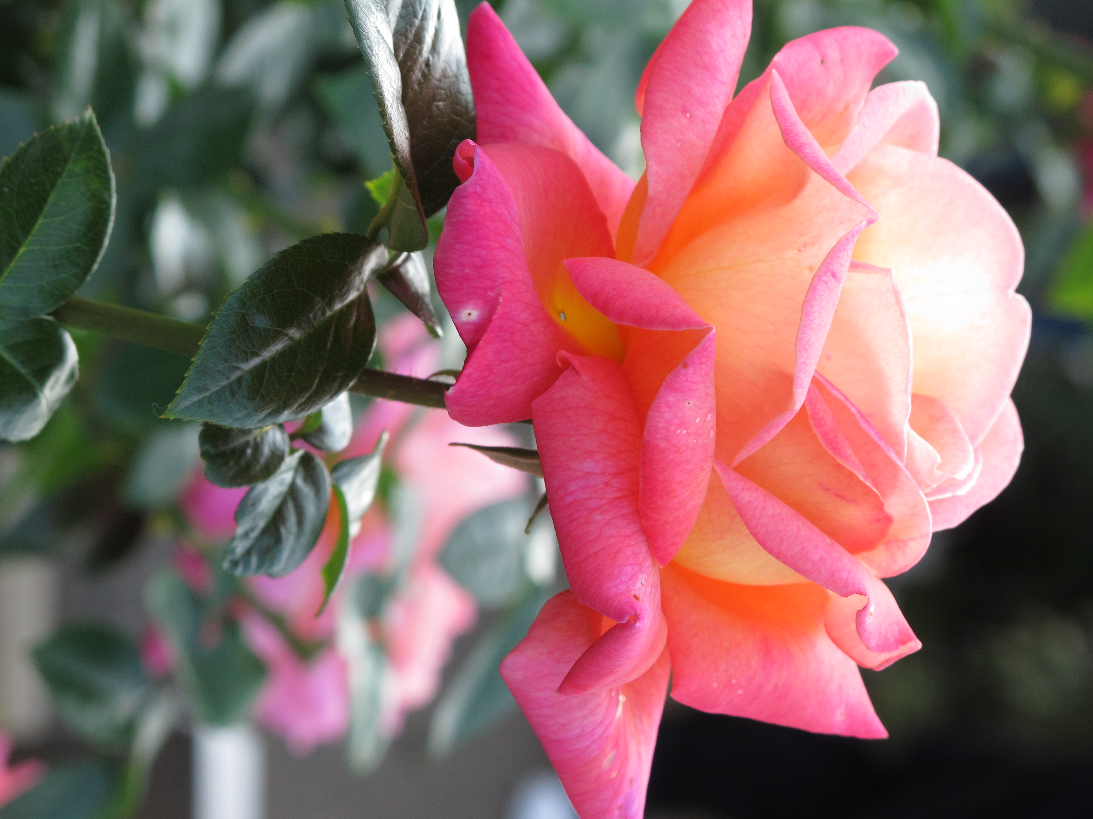 <b>3,648×2,736 / 1/160秒 / F4.5 / 0EV / ISO160 / プログラムAE / WB:オート / 30.5mm</b>